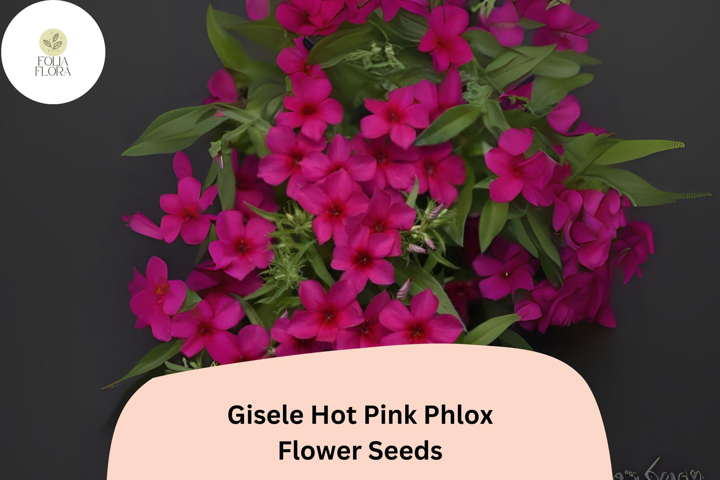 100+ Gisele Hot Pink Phlox Seeds – Bright Annual Garden Flowers, Phlox drummondii