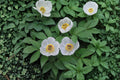 Paeonia japonica – Japanese Woodland Peony | 5 Seeds | Rare Shade-Loving Perennial | Elegant Spring Garden Flower