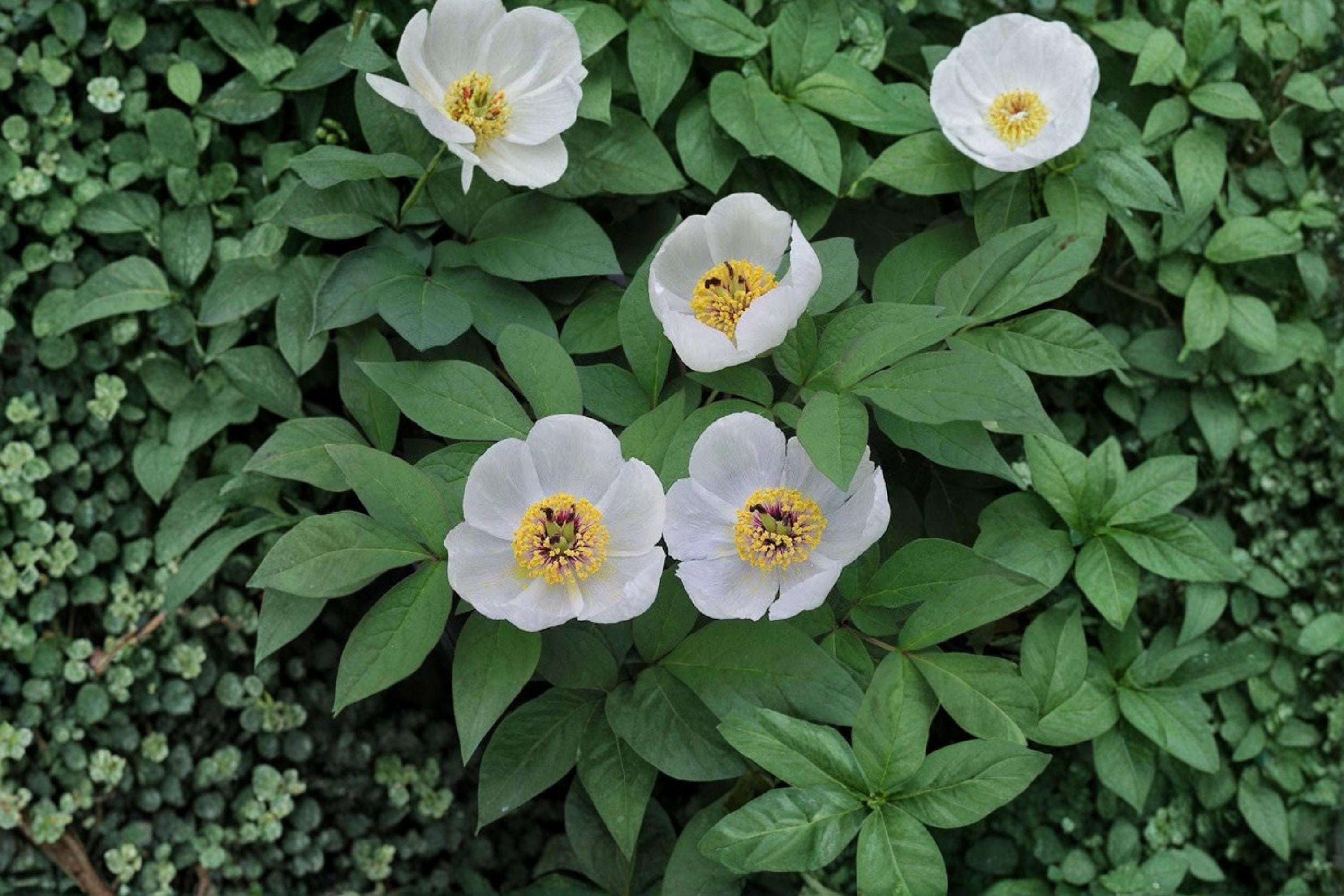Paeonia japonica – Japanese Woodland Peony | 5 Seeds | Rare Shade-Loving Perennial | Elegant Spring Garden Flower
