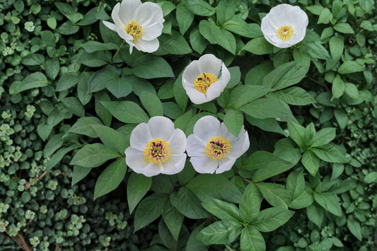 Paeonia japonica – Japanese Woodland Peony | 5 Seeds | Rare Shade-Loving Perennial | Elegant Spring Garden Flower