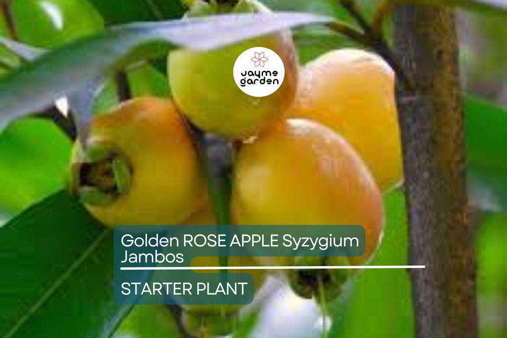 Golden Rose Apple (Syzygium jambos) – Live Rooted Plant, 4”+ Tall, Tropical Fruit Tree