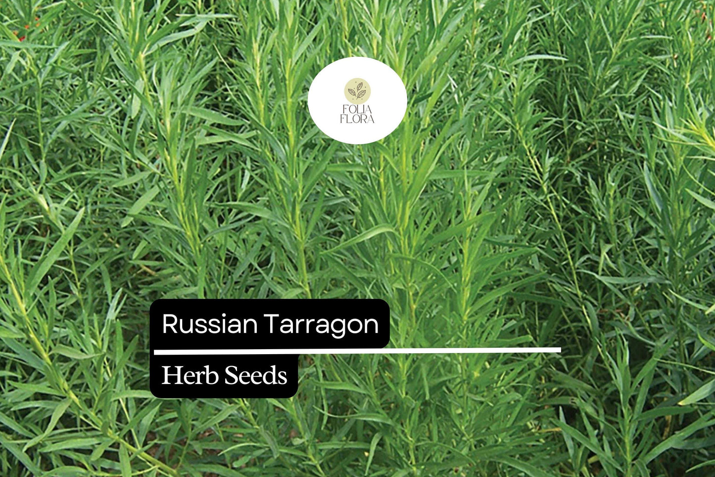1500 Seeds Russian Tarragon (Artemisia dracunculoides) – Hardy Culinary Herb for Flavorful Dishes