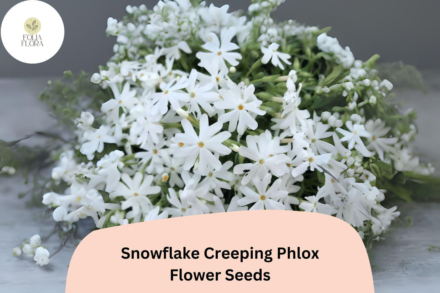 100+ Snowflake Creeping Phlox Seeds – White Ground Cover Flowers, Phlox subulata