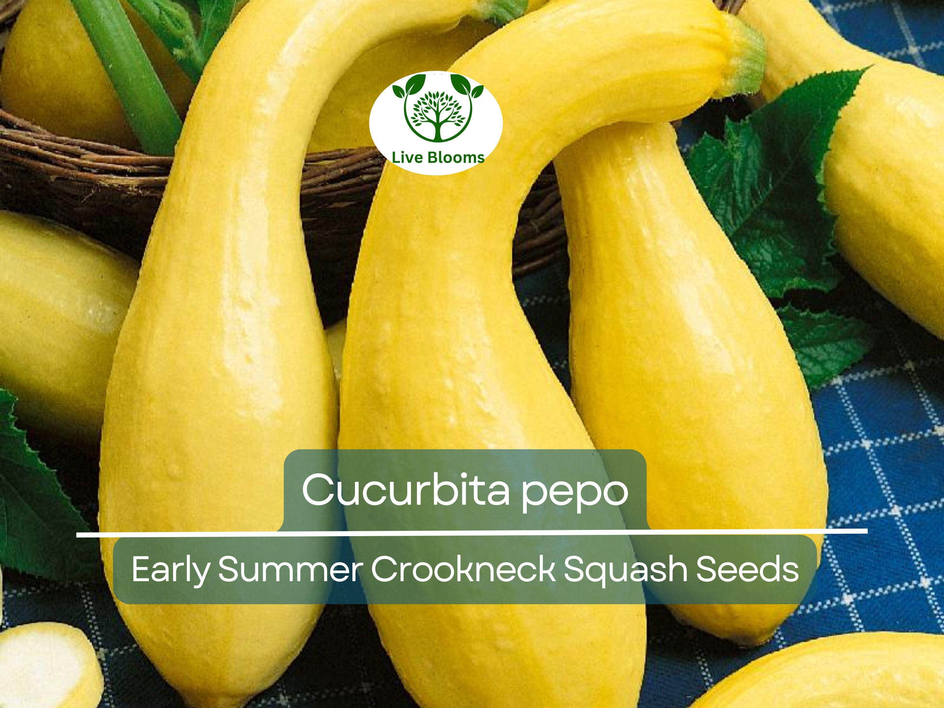 10 Seeds Early Summer Crookneck Squash – Cucurbita pepo | Heirloom Summer Squash for Planting, Gardening & Fresh Harvests