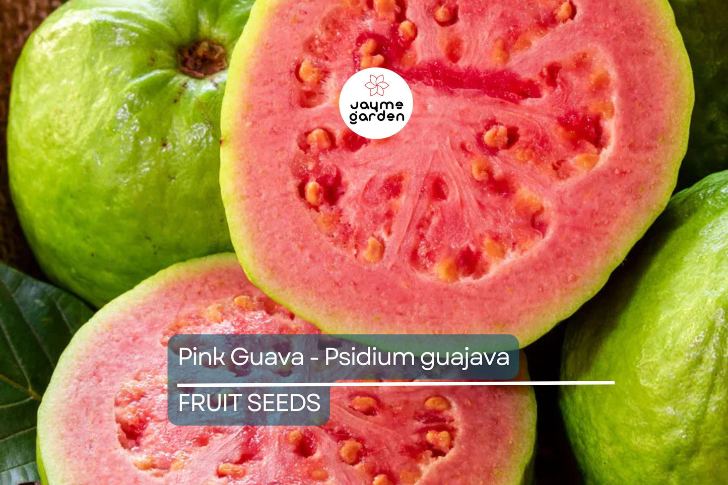 20 Pink Guava Seeds – Psidium guajava, Tropical Fruit Tree, Non-GMO, Free Shipping