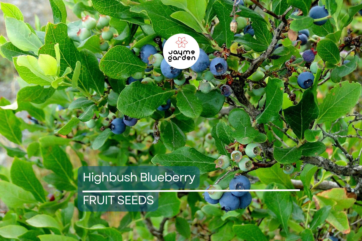 200 Highbush Blueberry Seeds - Disease-Resistant, Self-Fertile, Free Shipping