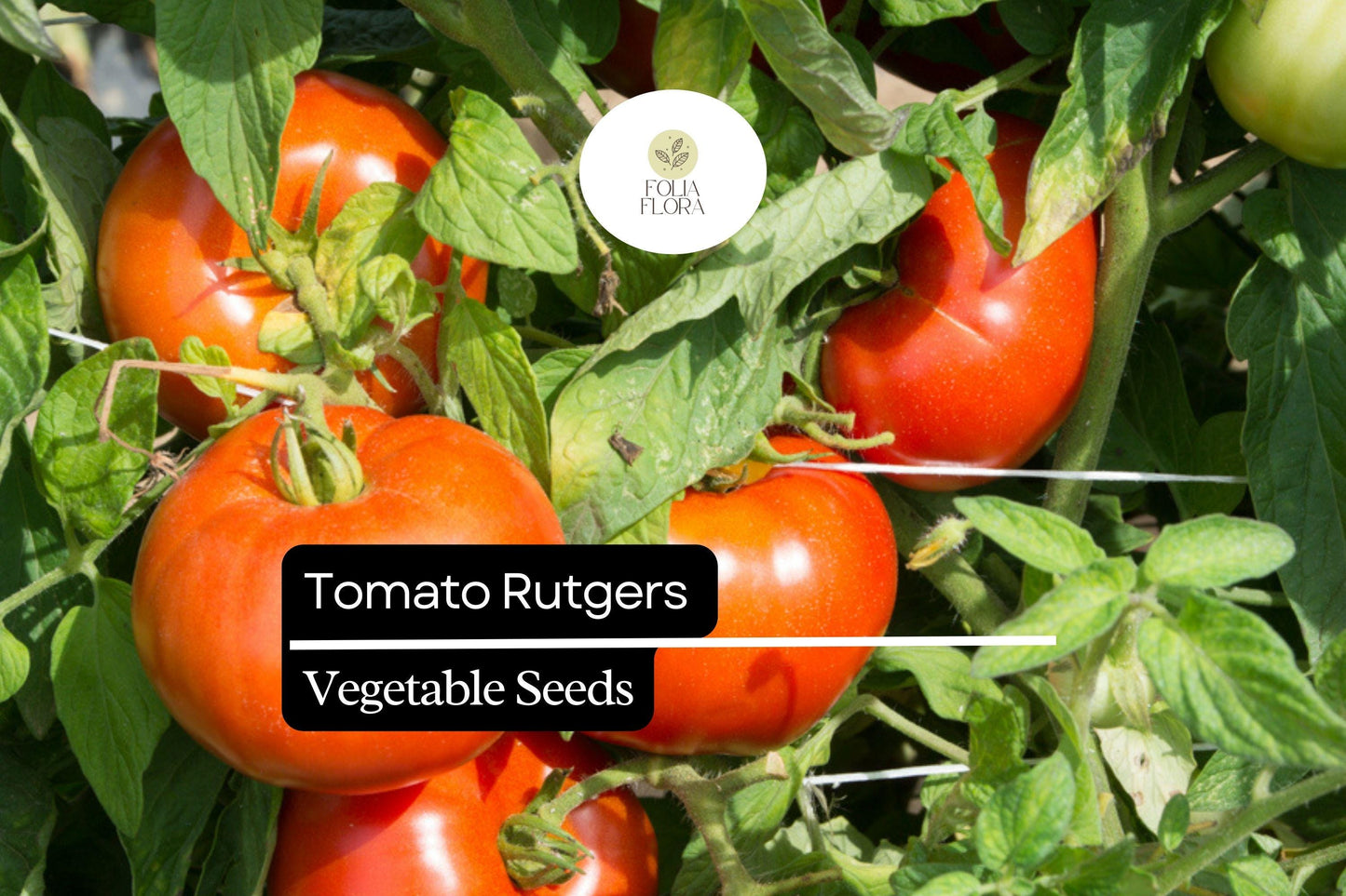 100mg Tomato Rutgers Seeds Solanum lycopersicum | Heirloom Variety, Non-GMO, Ideal for Canning & Fresh Use