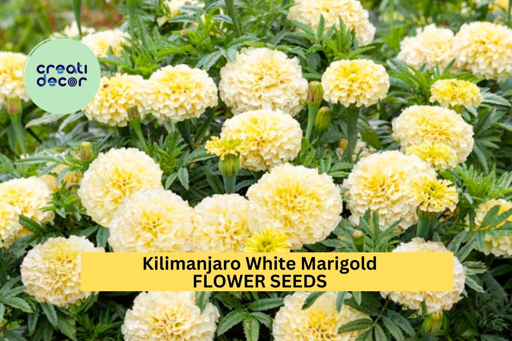 25+ Kilimanjaro White Marigold Seeds – Creamy White Blooms for Garden Planting, Elegant Heirloom Variety for Beds & Borders – USA