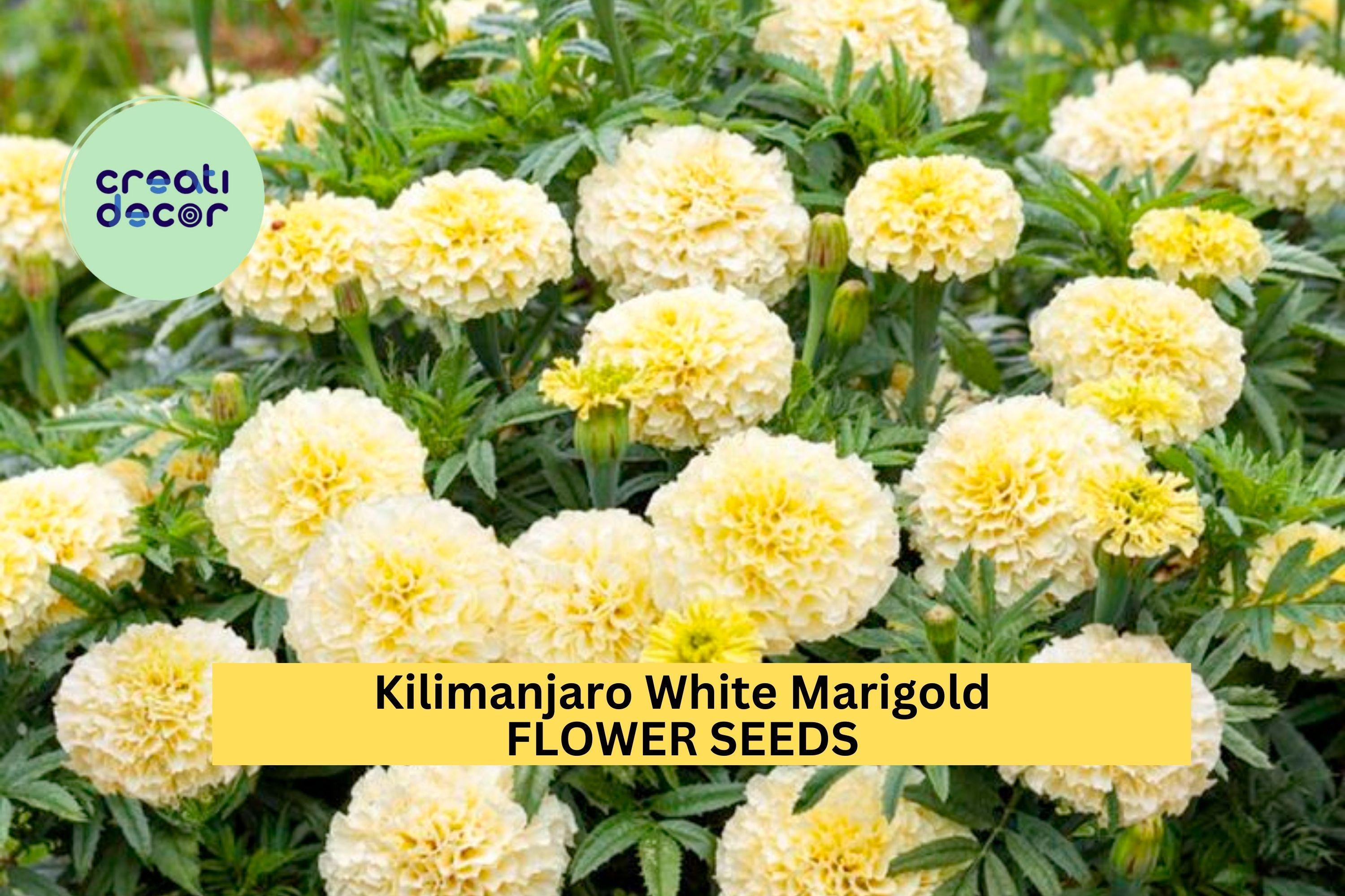 25+ Kilimanjaro White Marigold Seeds – Creamy White Blooms for Garden Planting, Elegant Heirloom Variety for Beds & Borders – USA