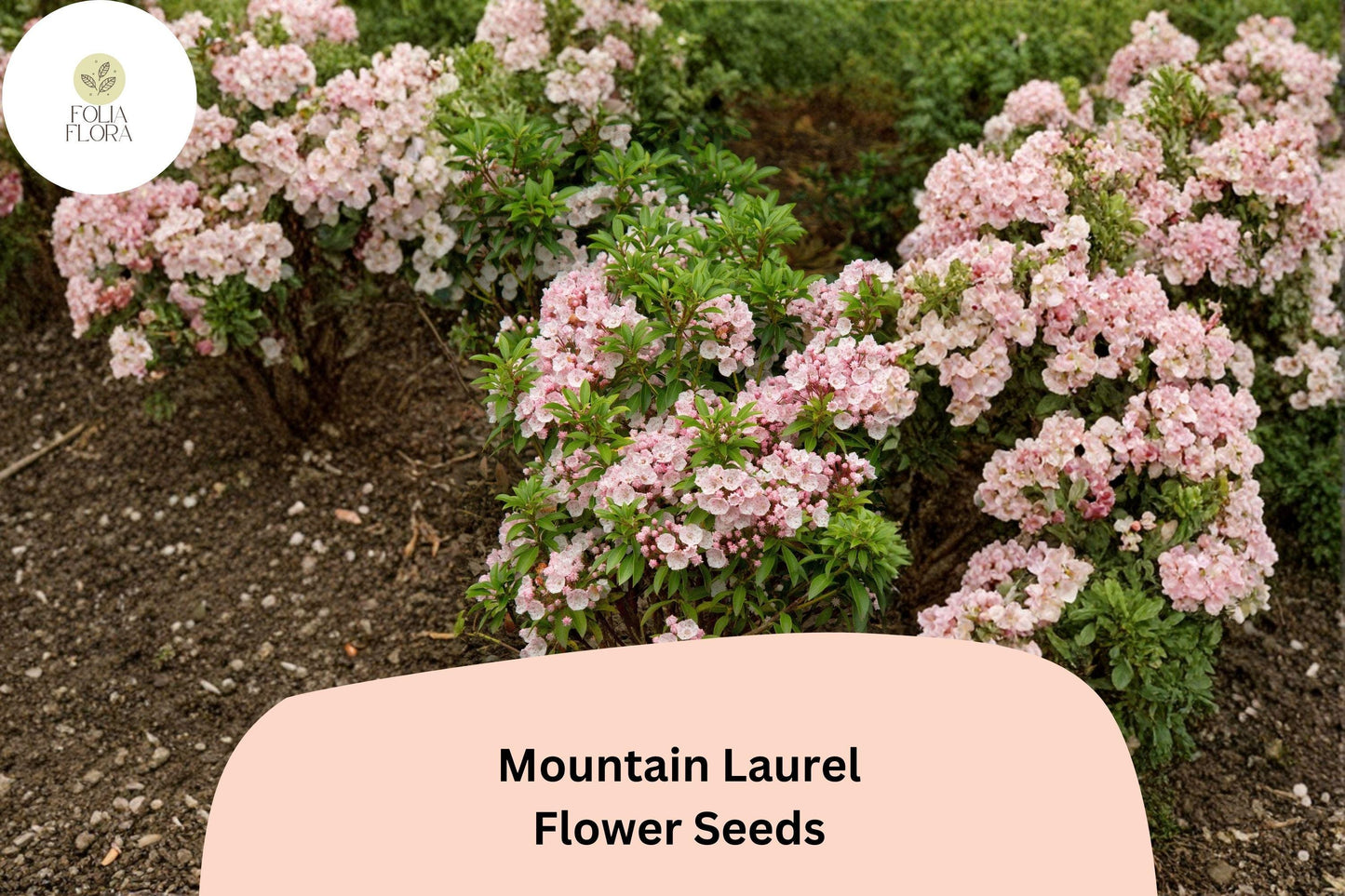 Mountain Laurel Seeds – 100 Kalmia latifolia | Native Evergreen Shrub