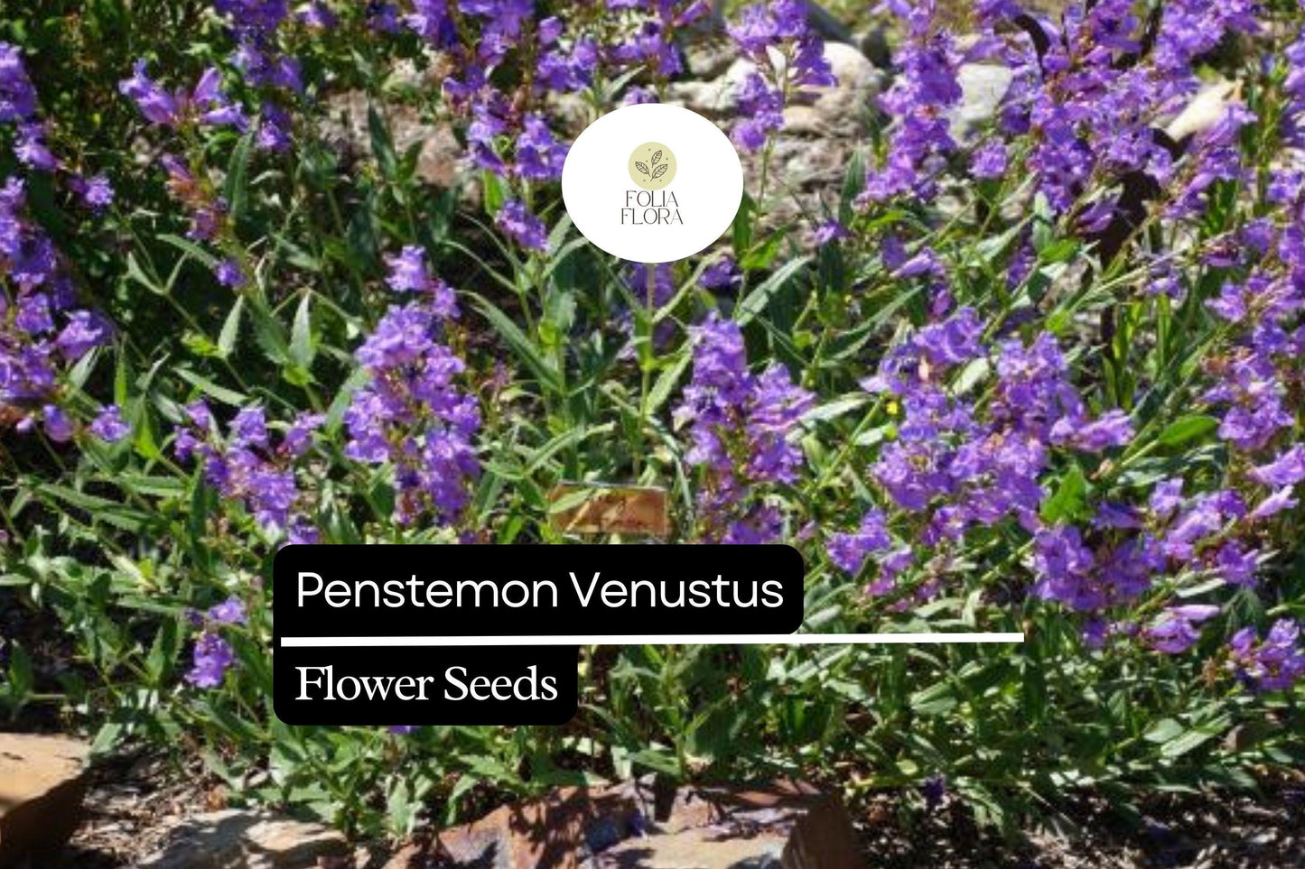 100mg Penstemon venustus - Venus Penstemon Seeds, Lavender Wildflower, Pollinator-Friendly Perennial