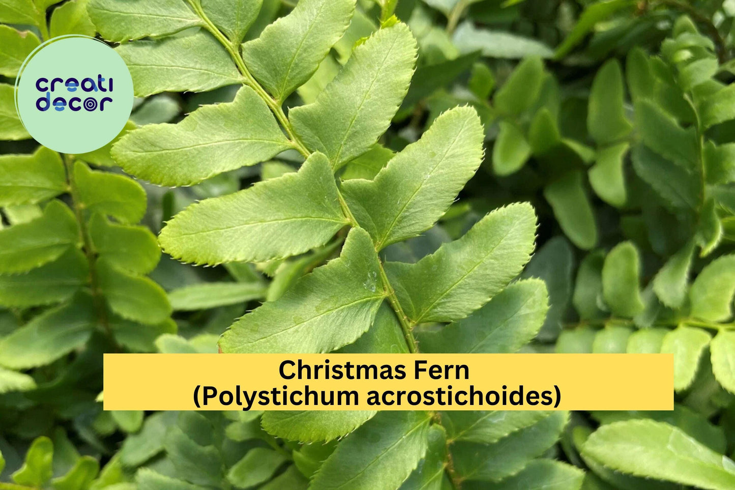 Christmas Fern 25 Bare Root Plants – Polystichum acrostichoides – Hardy Evergreen Woodland Perennial for Shade Gardens
