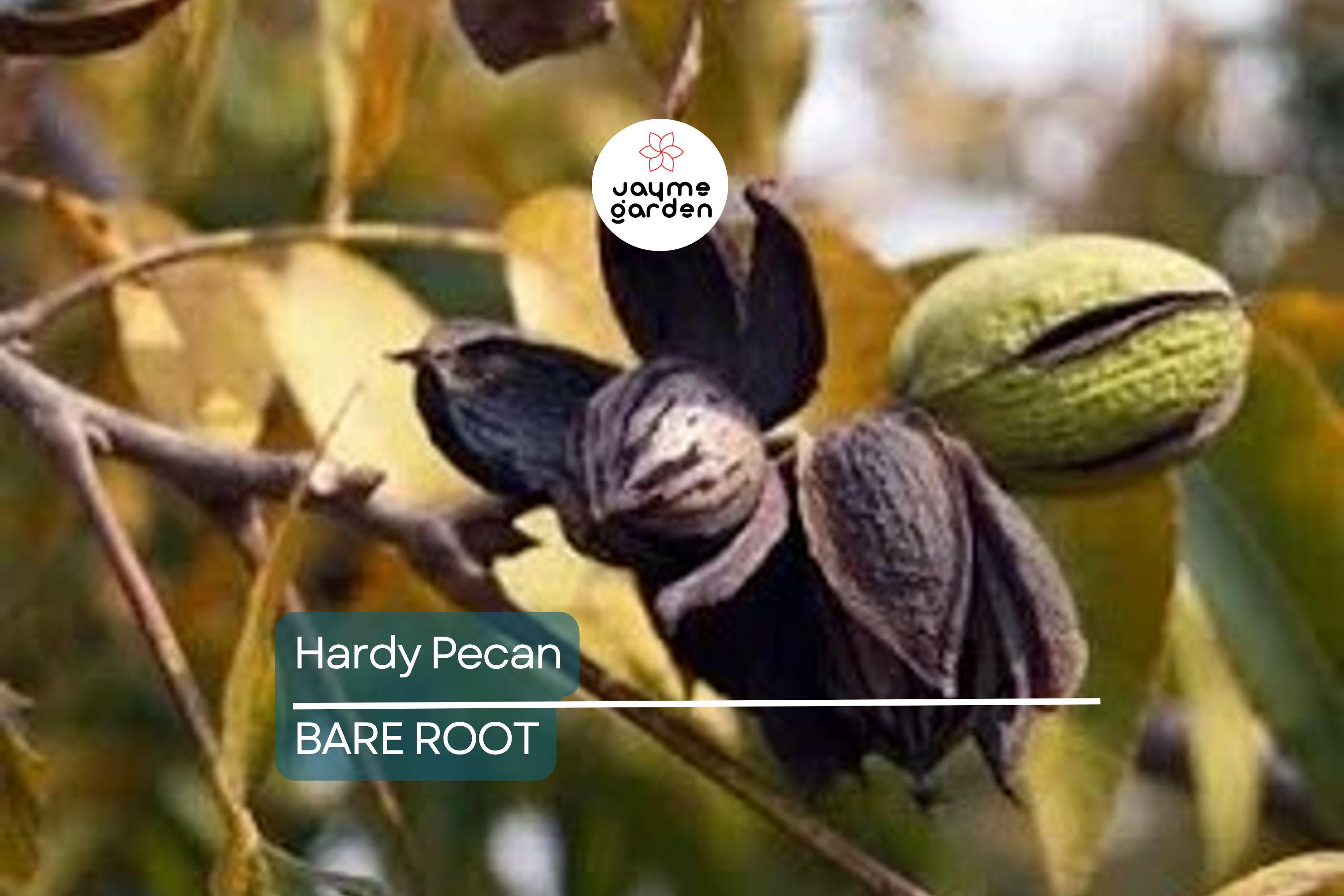 2 Hardy Pecan Tree Seedlings (Bare Root) – Live Nut Trees for Planting