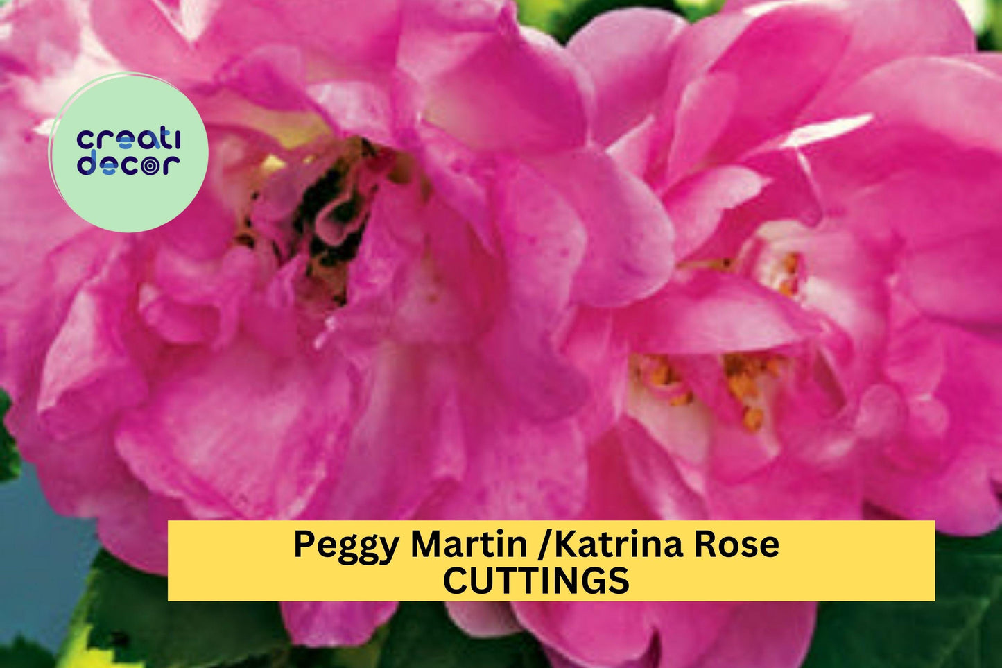 5 Peggy Martin Rose Cuttings – Katrina Climbing Rose 7–8” Unrooted Stems – Fast Growing & Thornless – Hardy Pink Blooms – USA