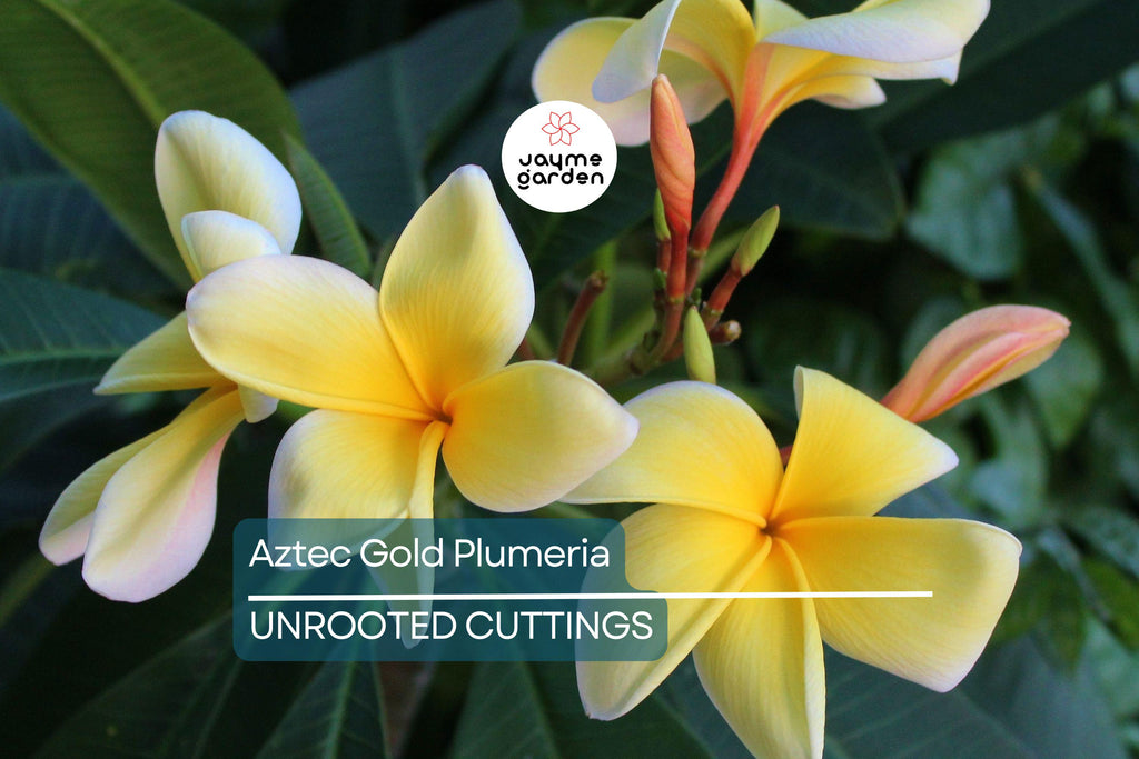 Aztec Gold Plumeria 3 Fresh Cuttings 8"-10" Fragrant Cream/Gold Flowers - Ready to Plant