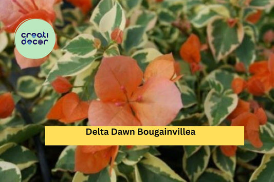 Delta Dawn Variegated Bougainvillea | Well Rooted Live Starter Plug Plant | Colorful Outdoor Flowering Vine
