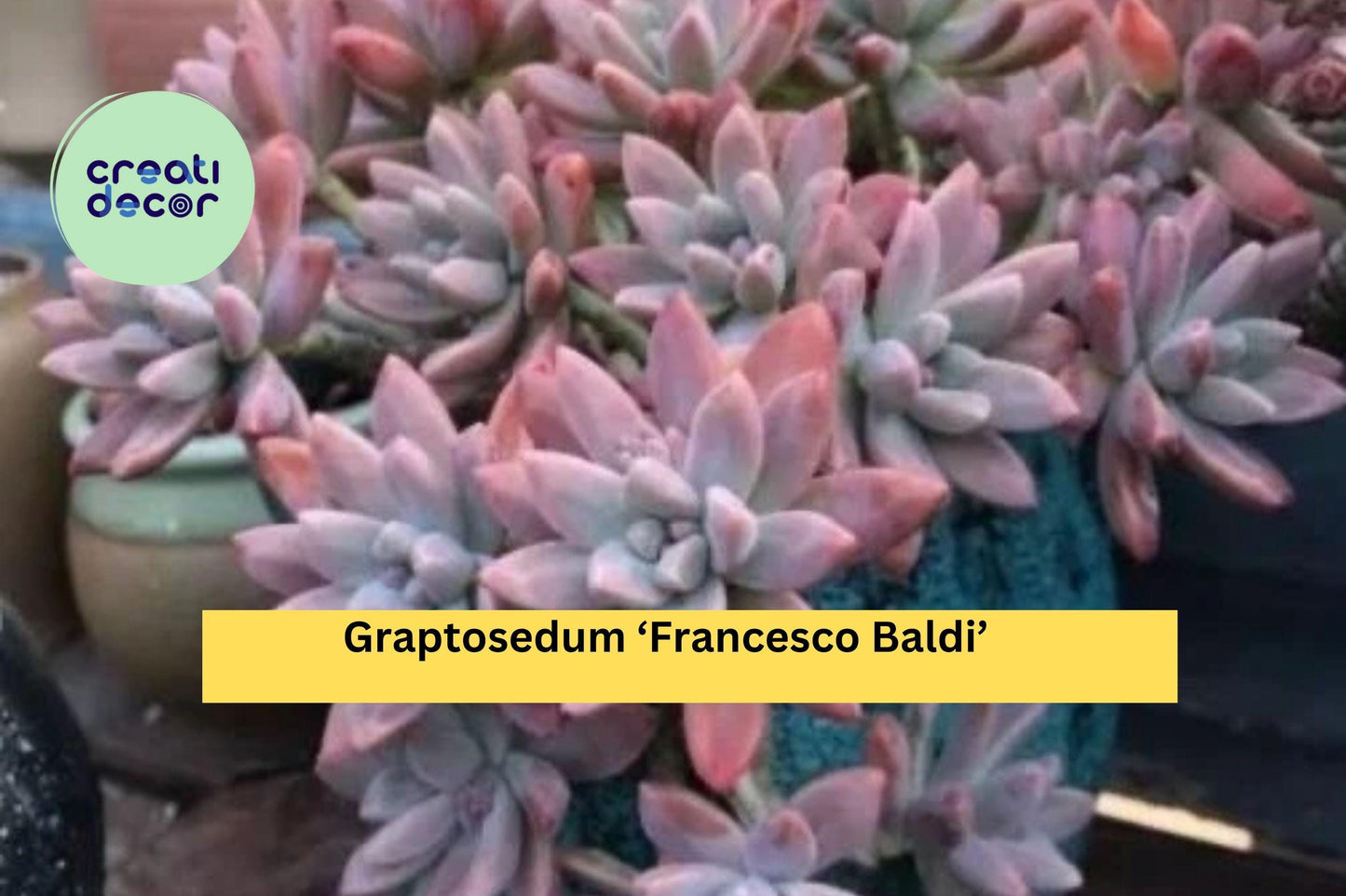 Graptosedum ‘Francesco Baldi’ – Live Rooted Succulent Plant – Easy Care Rosette Hybrid for Indoor or Outdoor Decor