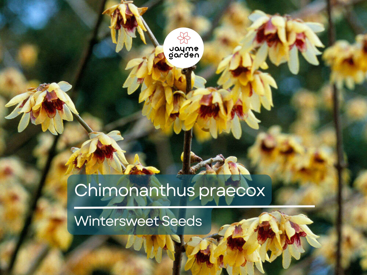10 Seeds Chimonanthus Praecox | Wintersweet Japanese Allspice for Planting | Fragrant Winter Blooms | Ornamental Shrub | Hardy Perennial