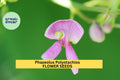 3pcs of 5seeds Phaseolus Polystachios – Wild Kidney Bean Vine Seeds for Planting – Native Climbing Vine with Edible Pods