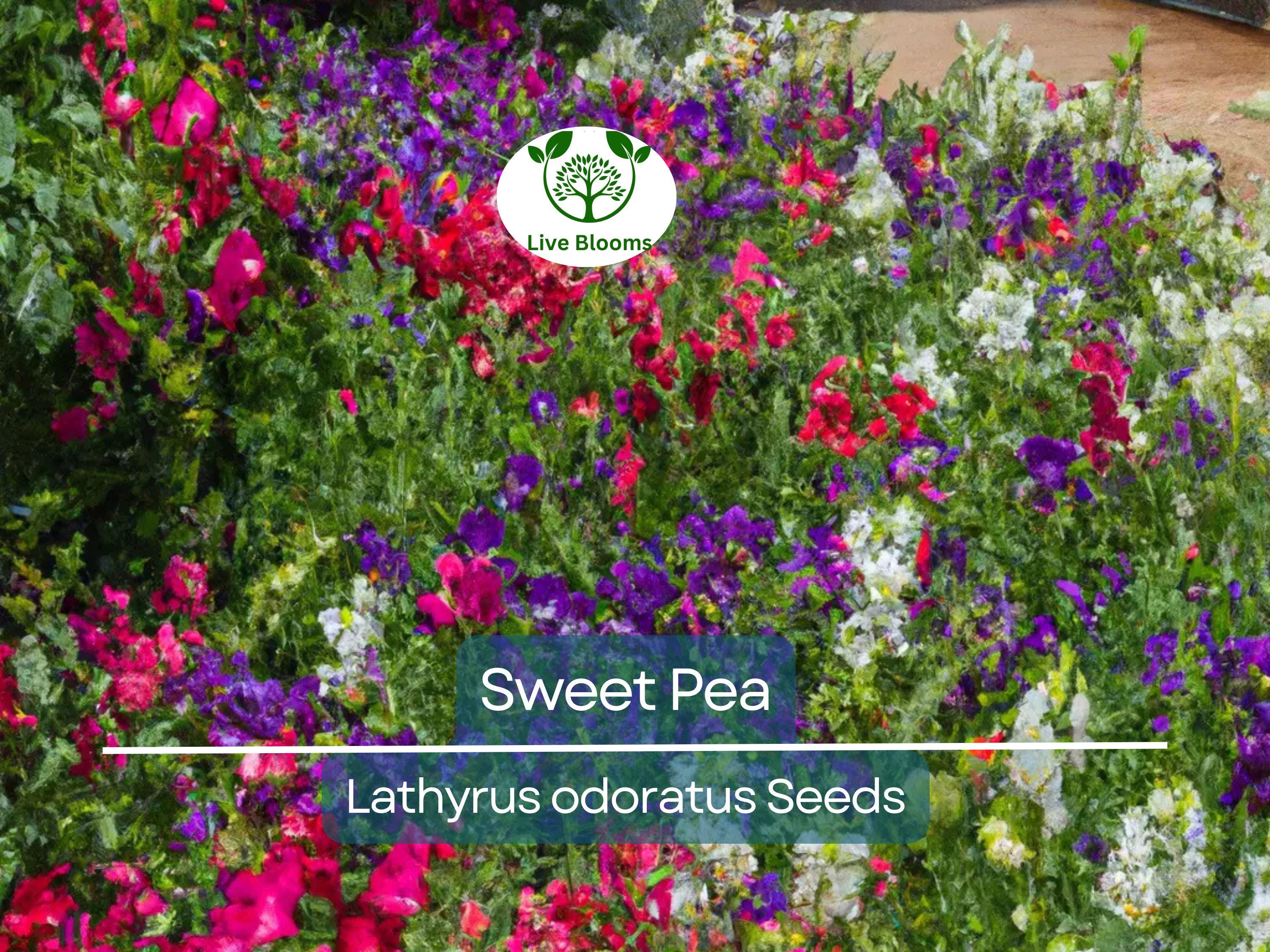 80 Sweet Pea Vine Seeds | Royal Family Flower Garden Mix, Fragrant Climbing Vines, Vibrant Colors, Perfect for Trellises & Fences