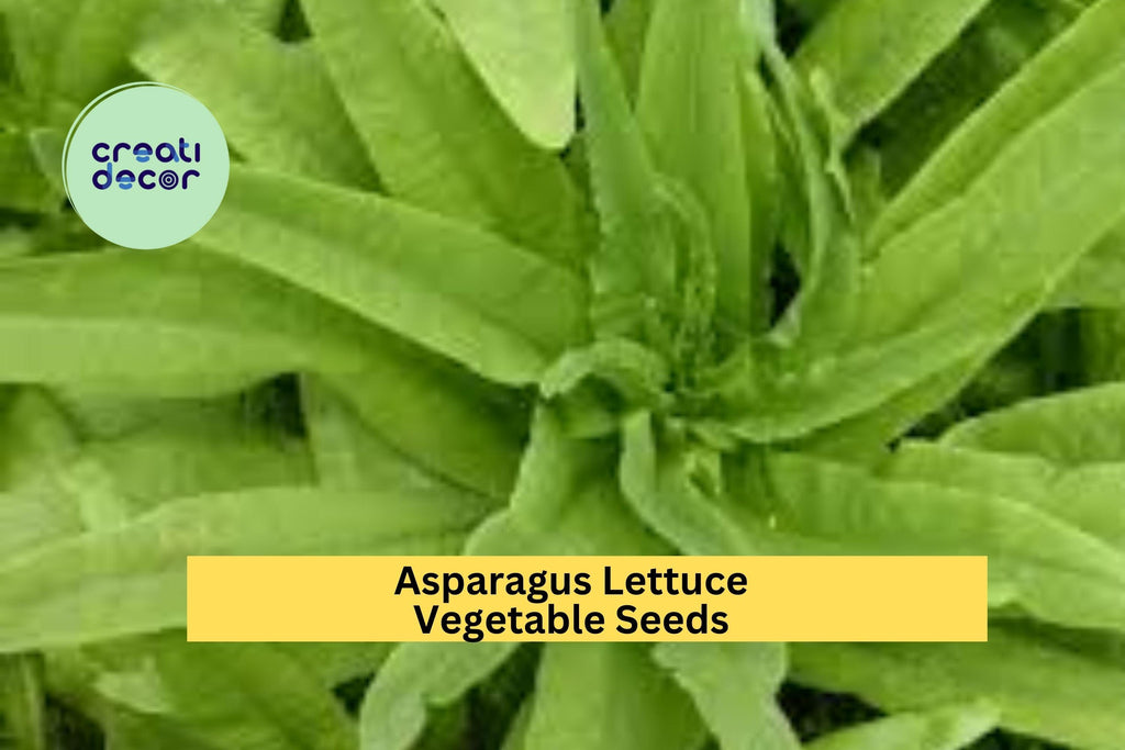 200 Seeds Asparagus Lettuce New Yu Mai Seeds – Crisp Asian Stem Lettuce for Garden Beds or Containers Seeds for Planting