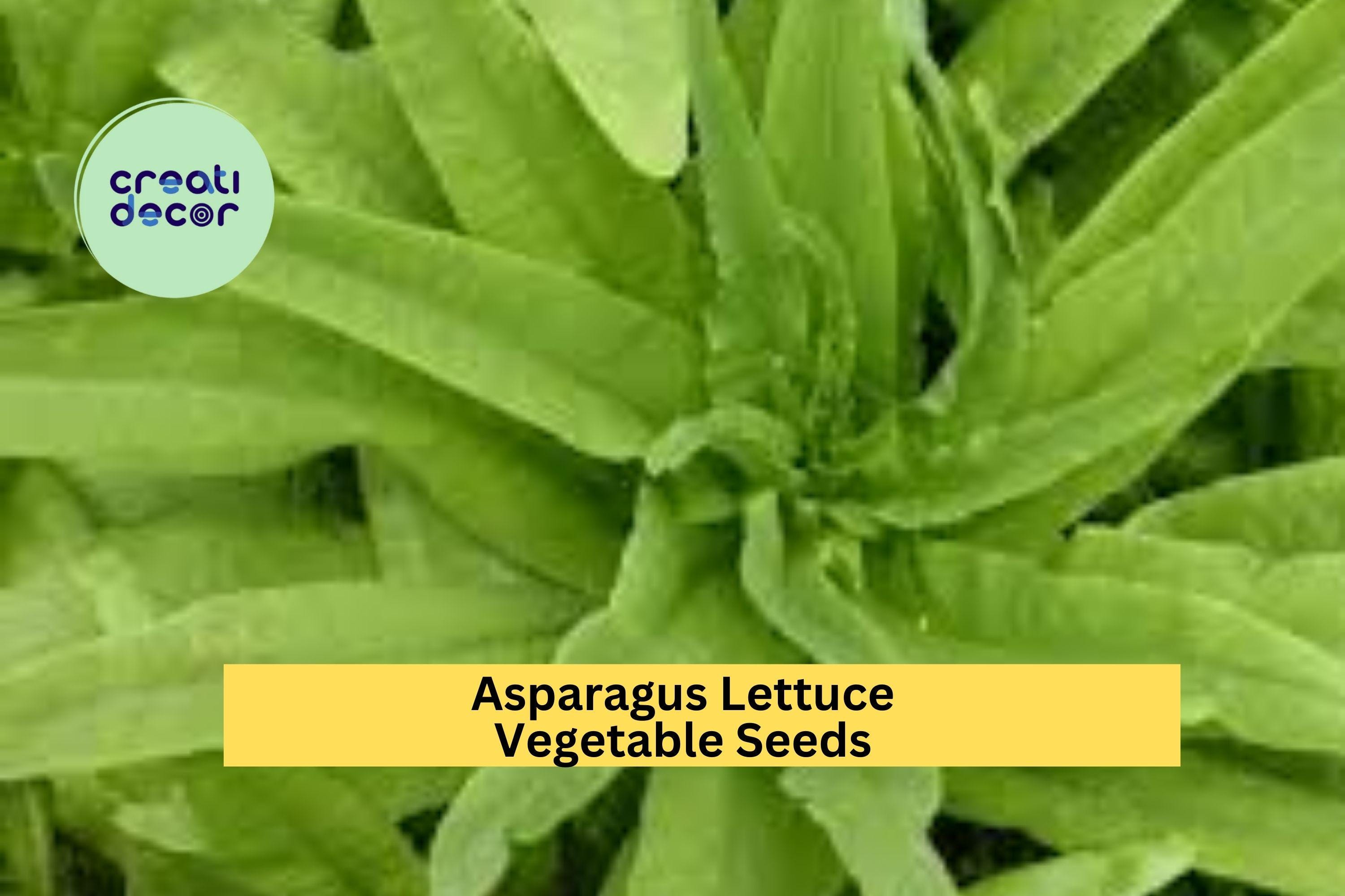 200 Seeds Asparagus Lettuce New Yu Mai Seeds – Crisp Asian Stem Lettuce for Garden Beds or Containers Seeds for Planting