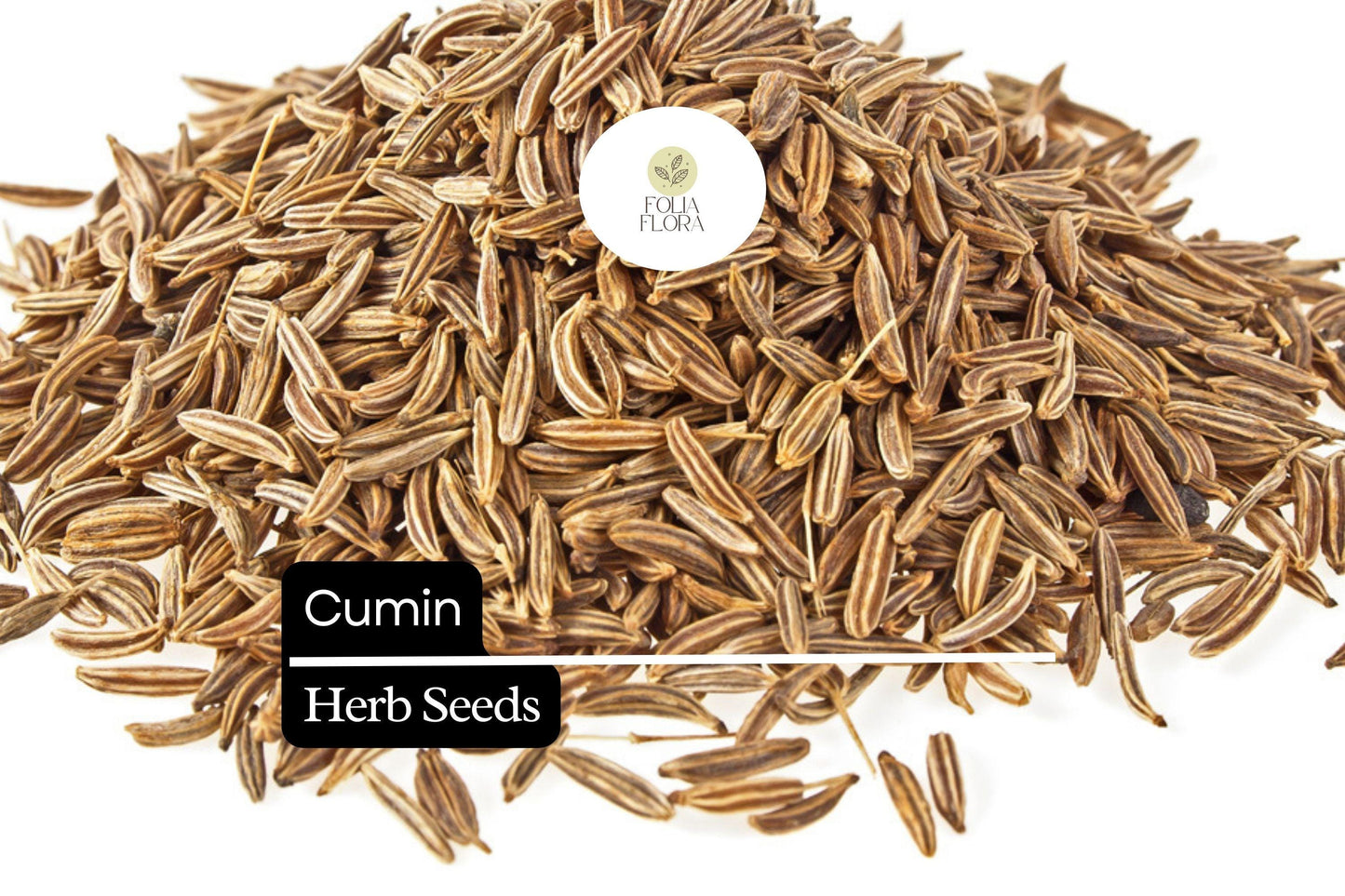 250 Seeds Cumin (Cuminum cyminum) – Aromatic Spice Herb for Cooking