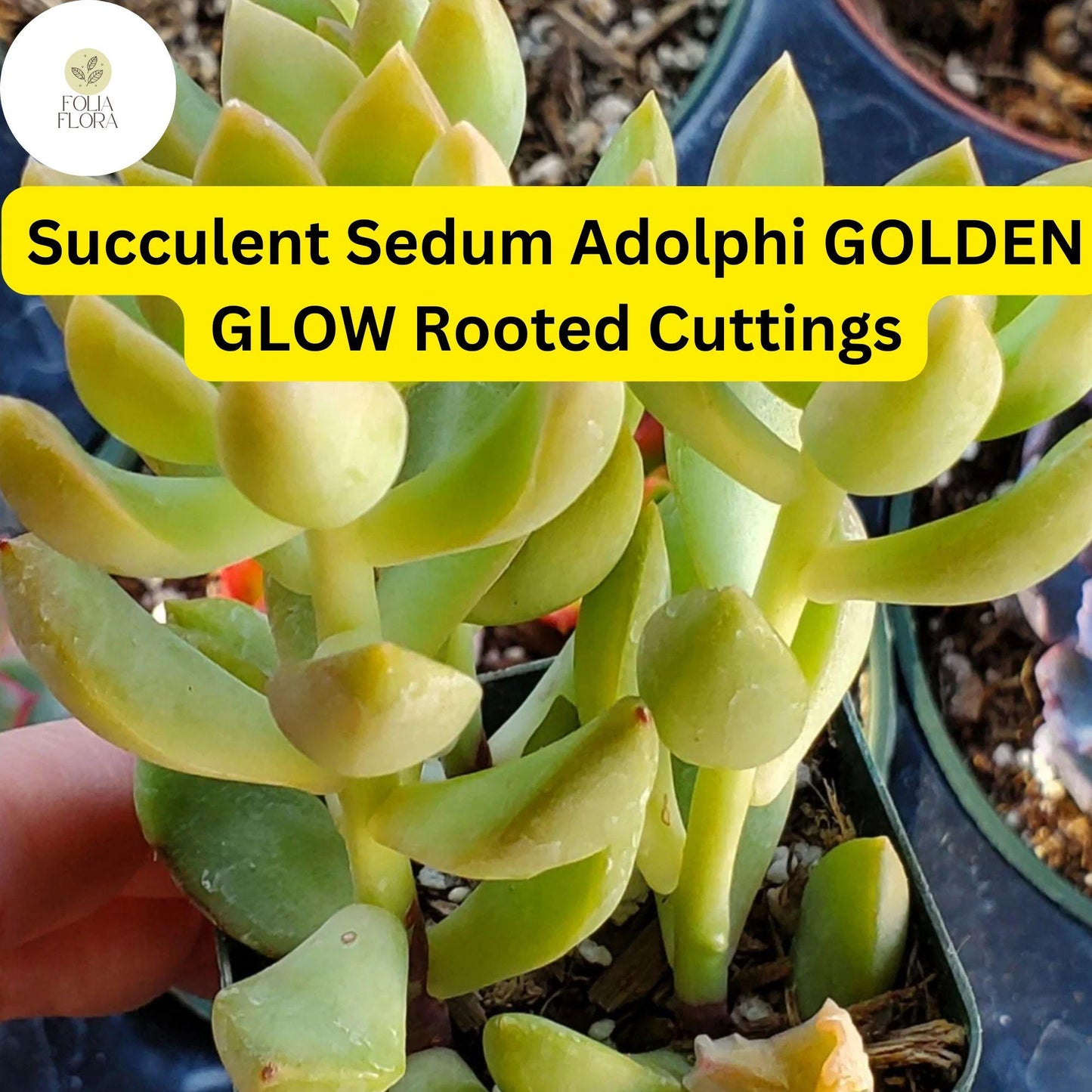 2 Bare Root Live Plants 2" Sedum adolphi ‘Golden Glow’ Succulent | Vibrant Yellow-Green Foliage | Easy Care | Indoor/Outdoor Plant
