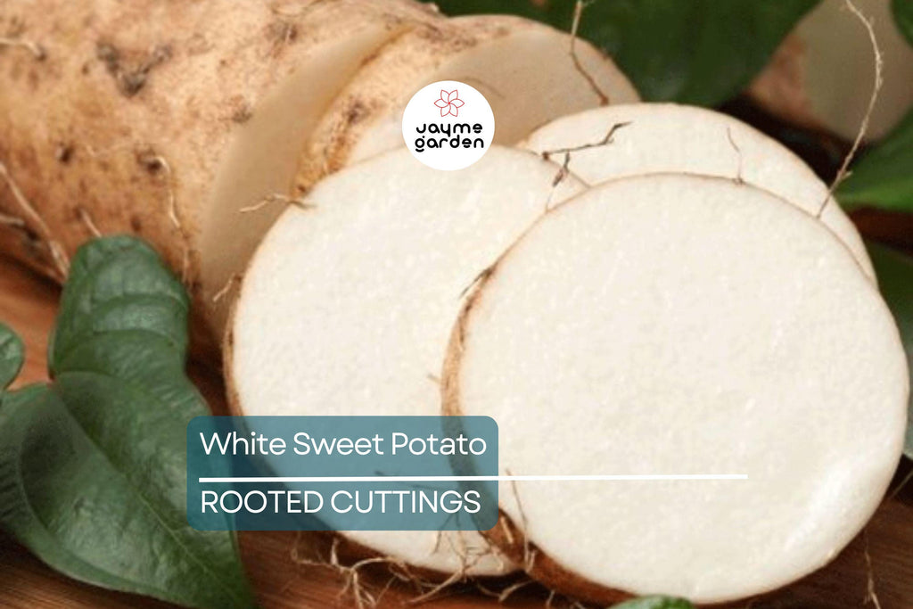 3 Rooted White Sweet Potato Plants With Pot | Live Cutting Vine Ready to Plant | Fresh Sweet Potato Plants