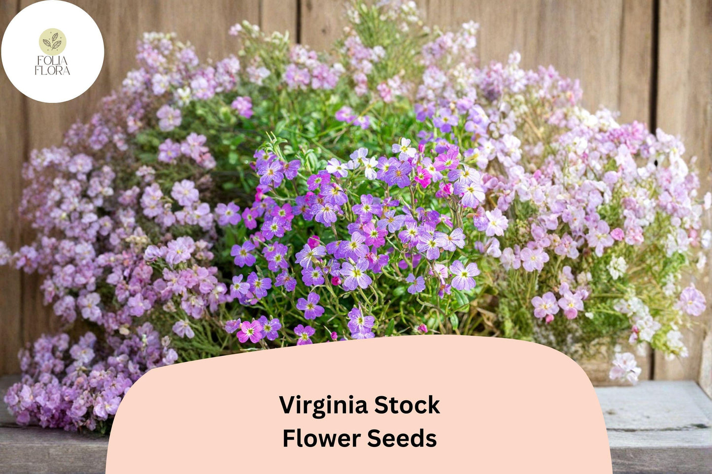Virginia Stock Seeds – 100 Malcolmia maritima | Easy Grow Annual for Borders, Beds & Cottage Gardens