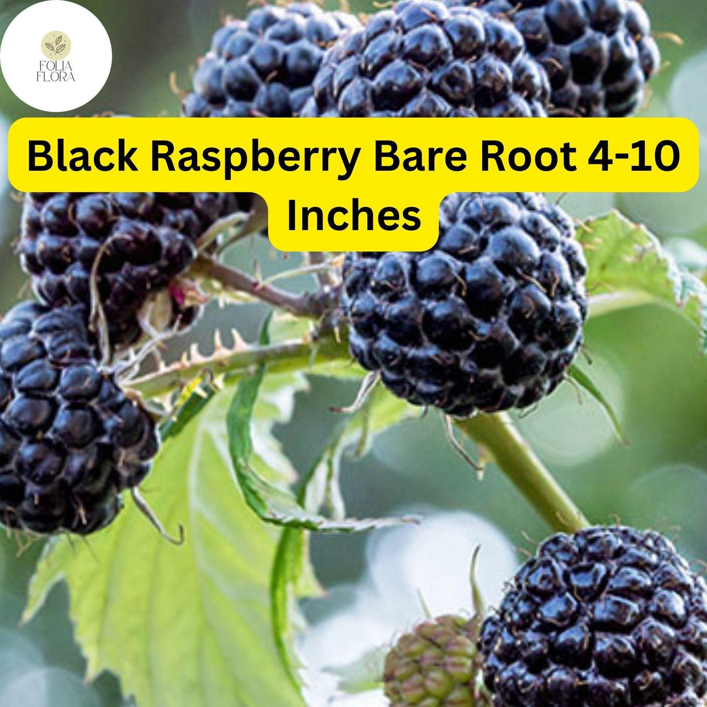 10 Bare Root Starter Plants Black Raspberry Plant, Mysore Rubus niveus, Perennial