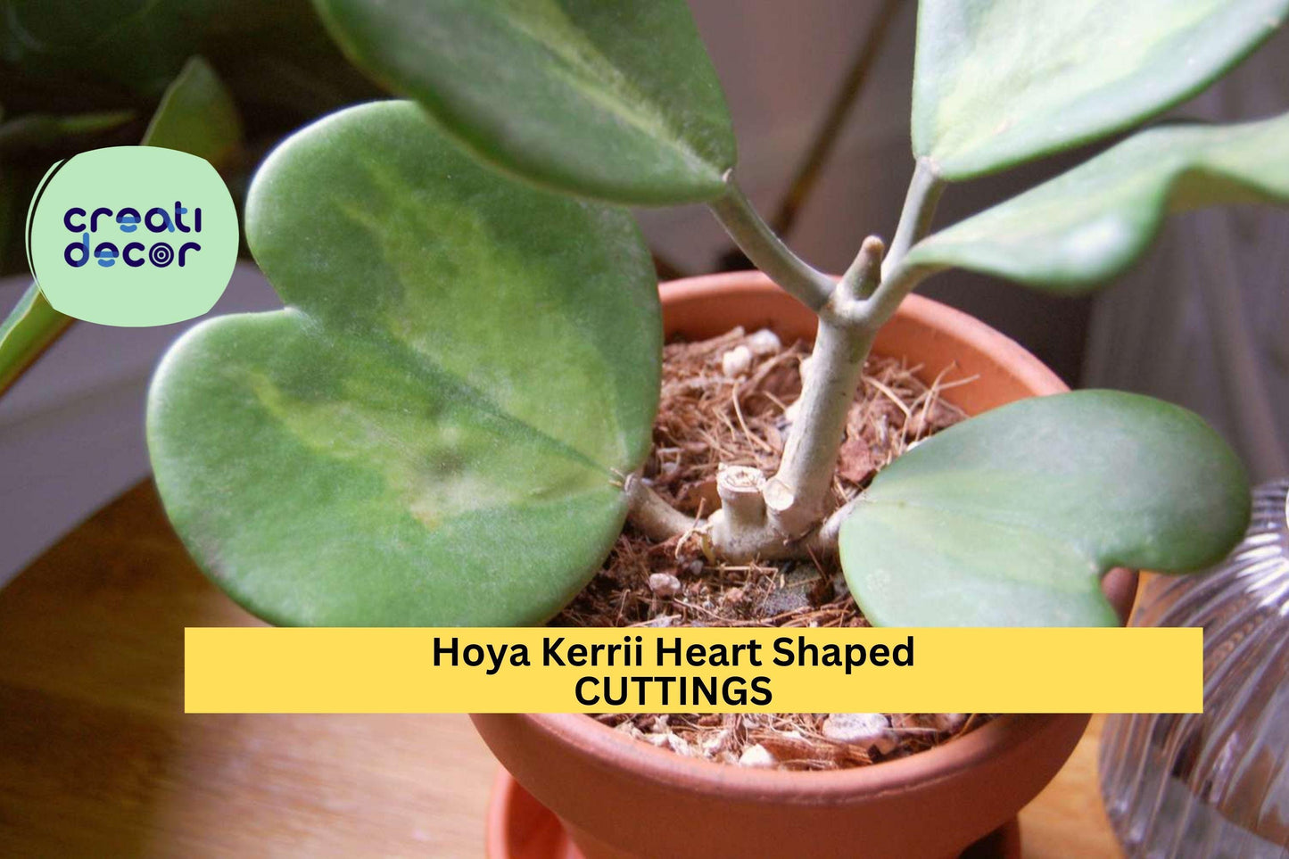 Hoya Kerrii Cutting | Heart-Shaped Valentine Vine | 2 Leaves 1 Node | Sweetheart Plant Starter | Rare Indoor Gift Idea