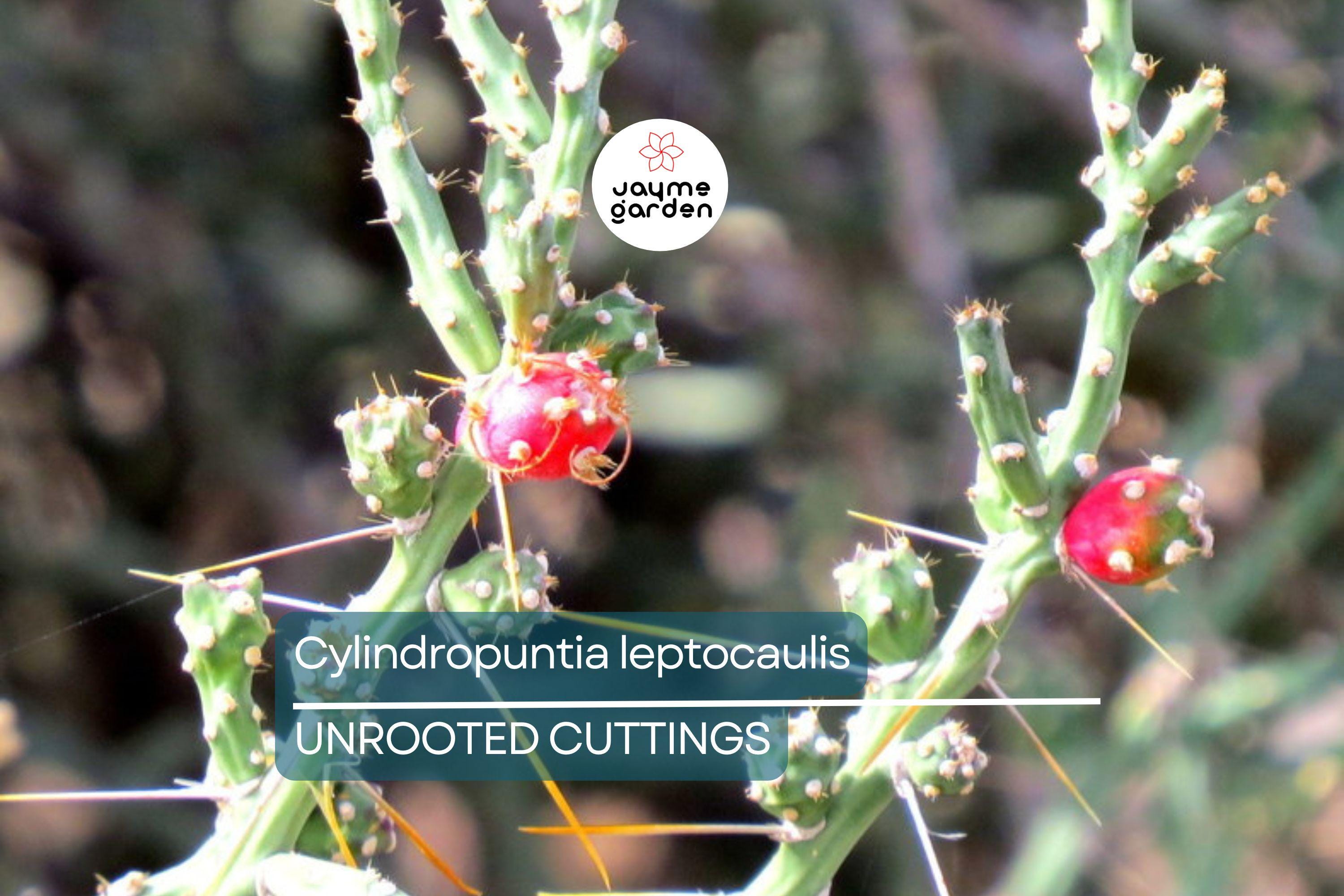 Cylindropuntia leptocaulis Cactus – Bare Root Succulent Cutting with Locality (Winkelman, AZ) – Hardy Desert Plant