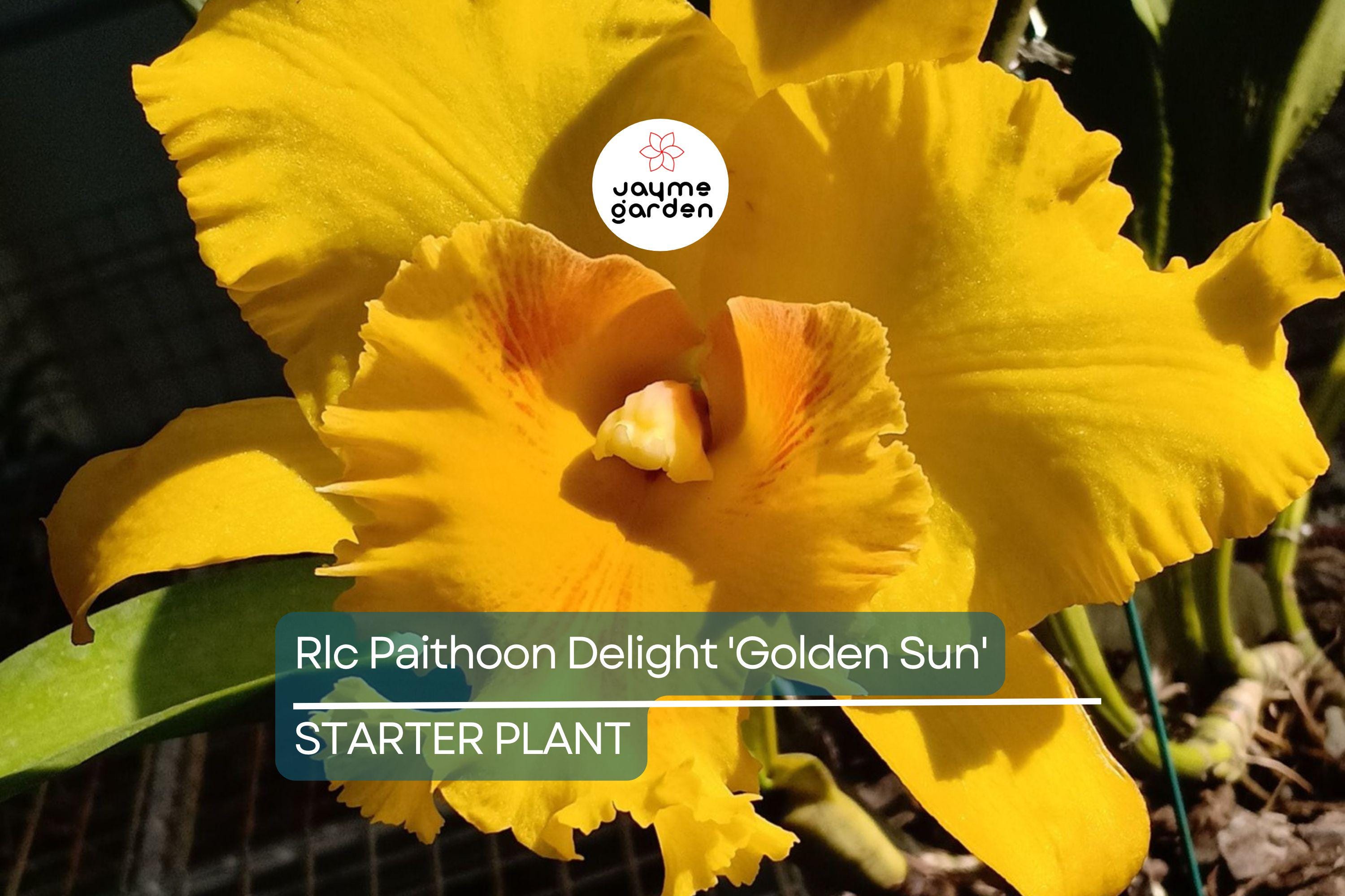 Rlc Pathoon Delight 'Golden Sun' Orchid | Live Starter Plant | Yellow Bloom | 3-Inch Potted Tropical Orchid | Indoor & Outdoor
