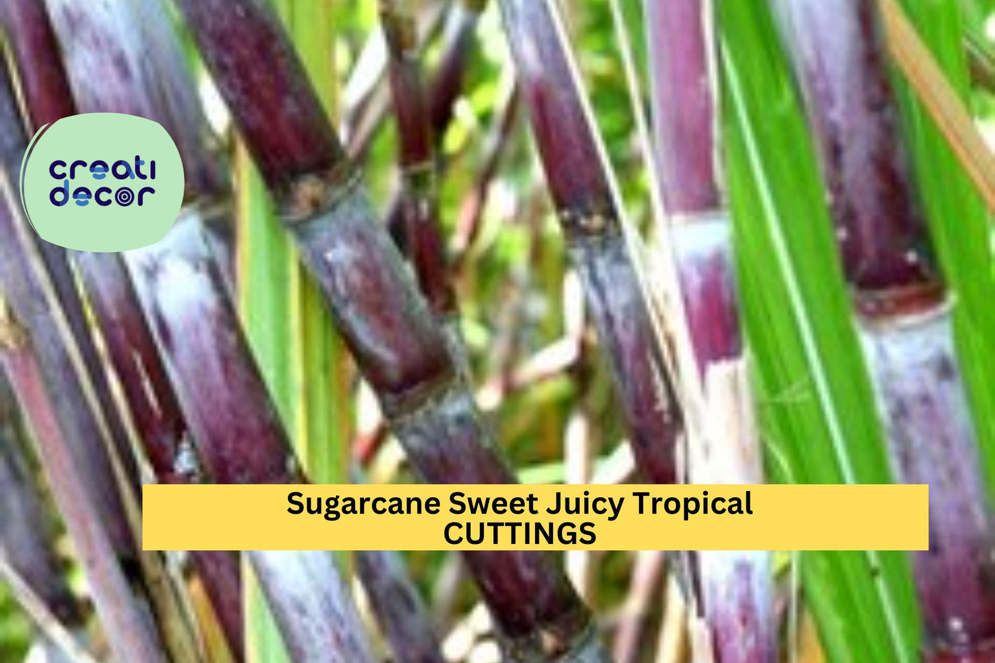 2 Sugarcane Cuttings | Sweet Juicy Tropical Plant | Ready to Plant Stalks | Fast Growing Crop | Garden Starter Set