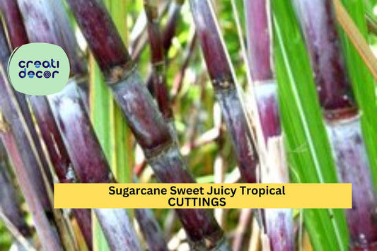 2 Sugarcane Cuttings | Sweet Juicy Tropical Plant | Ready to Plant Stalks | Fast Growing Crop | Garden Starter Set