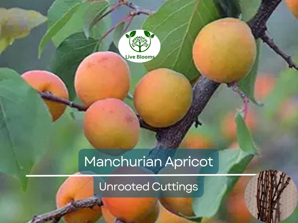 6 Manchurian Apricot Unrooted Cuttings (Prunus armeniaca) Organic Hardwood Scion Wood - Ideal for Grafting, Apricot Tree Propagation