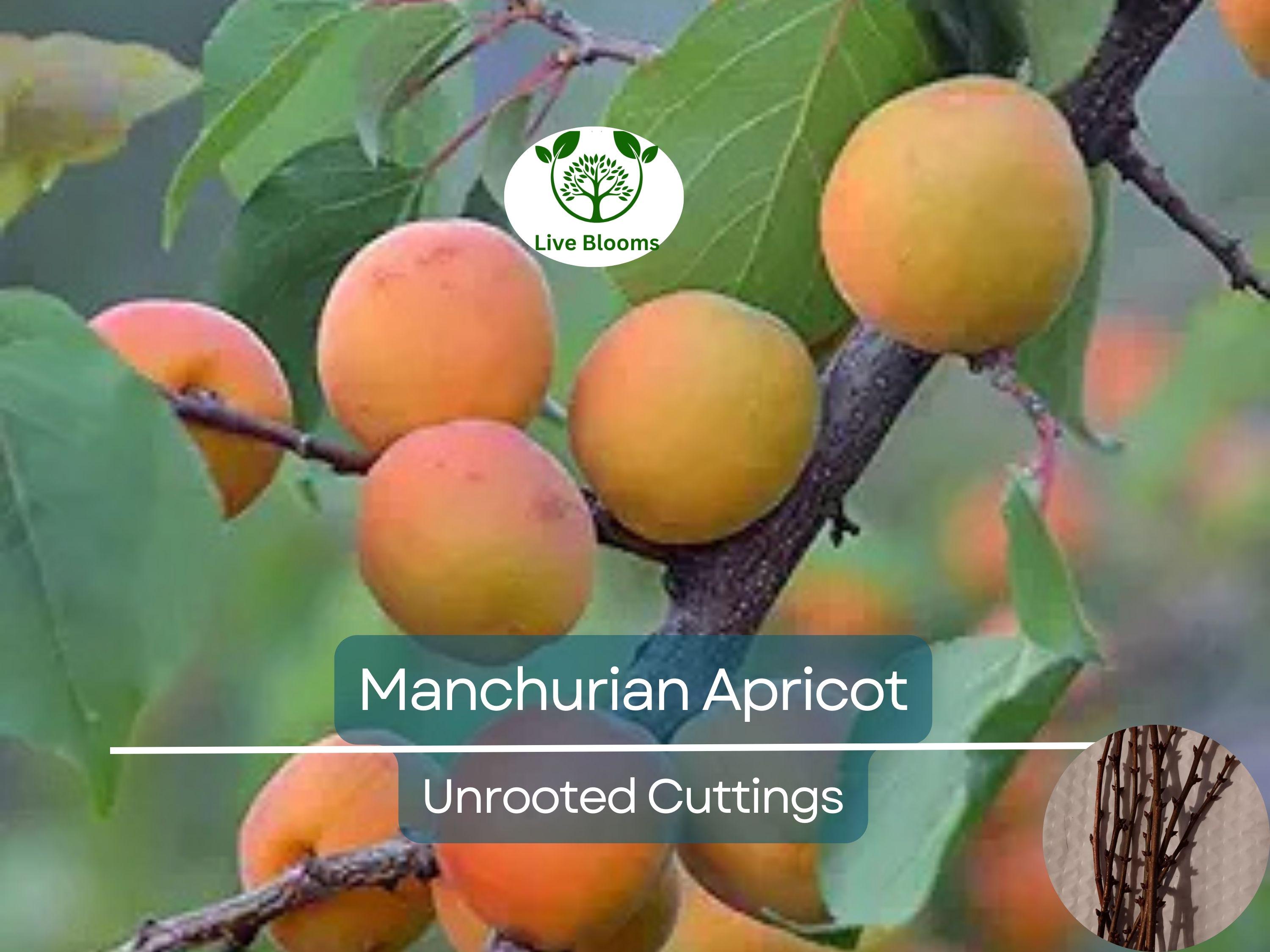 6 Manchurian Apricot Unrooted Cuttings (Prunus armeniaca) Organic Hardwood Scion Wood - Ideal for Grafting, Apricot Tree Propagation