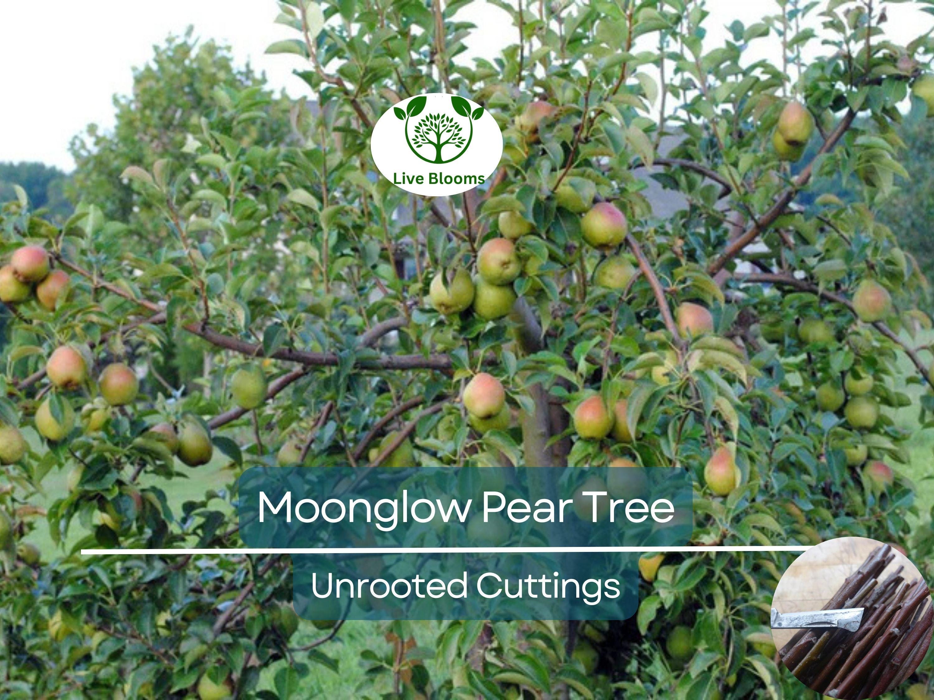 3 Moonglow Pear Tree Scions, Unrooted Cuttings 10-12 Inches for Grafting & Rooting – Pyrus communis, Sweet Edible Pear, Fruit Tree