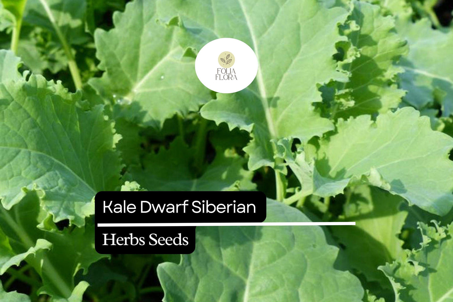 500 Dwarf Siberian Kale Seeds – Brassica napus – Cold-Hardy, Heirloom, Sweet & Tender Leaves