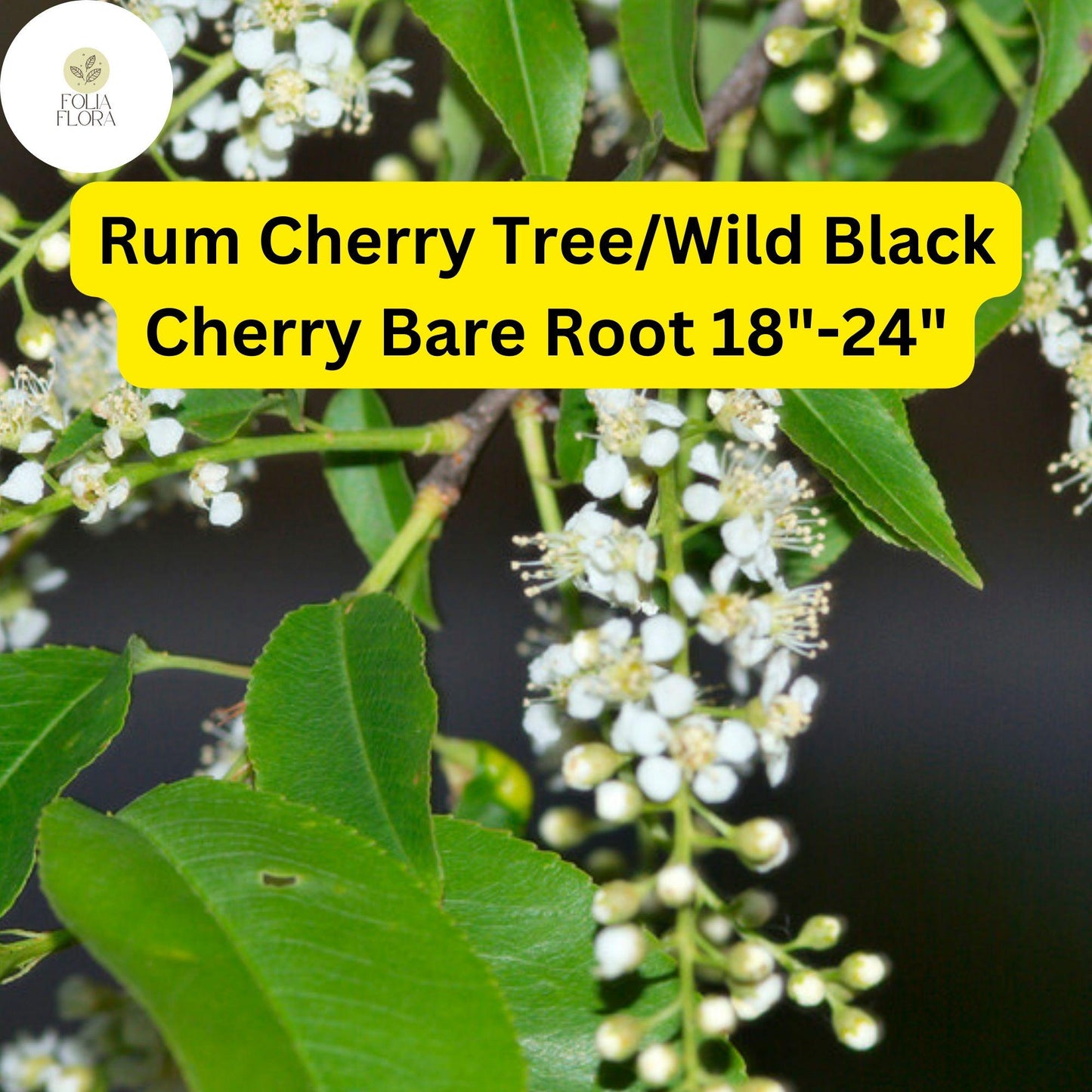 1 Rum Cherry Tree (Prunus serotina) / Wild Black Cherry – Live Bare Root Plant 18"-24"