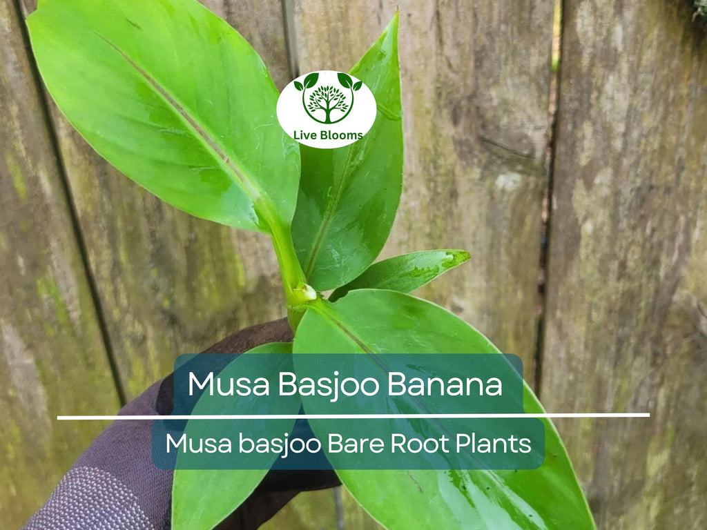 1 Musa Basjoo Banana – Live Starter Plug – Cold Hardy Tropical Plant – Rooted Live Banana Tree for Garden or Patio – Zone 5–11