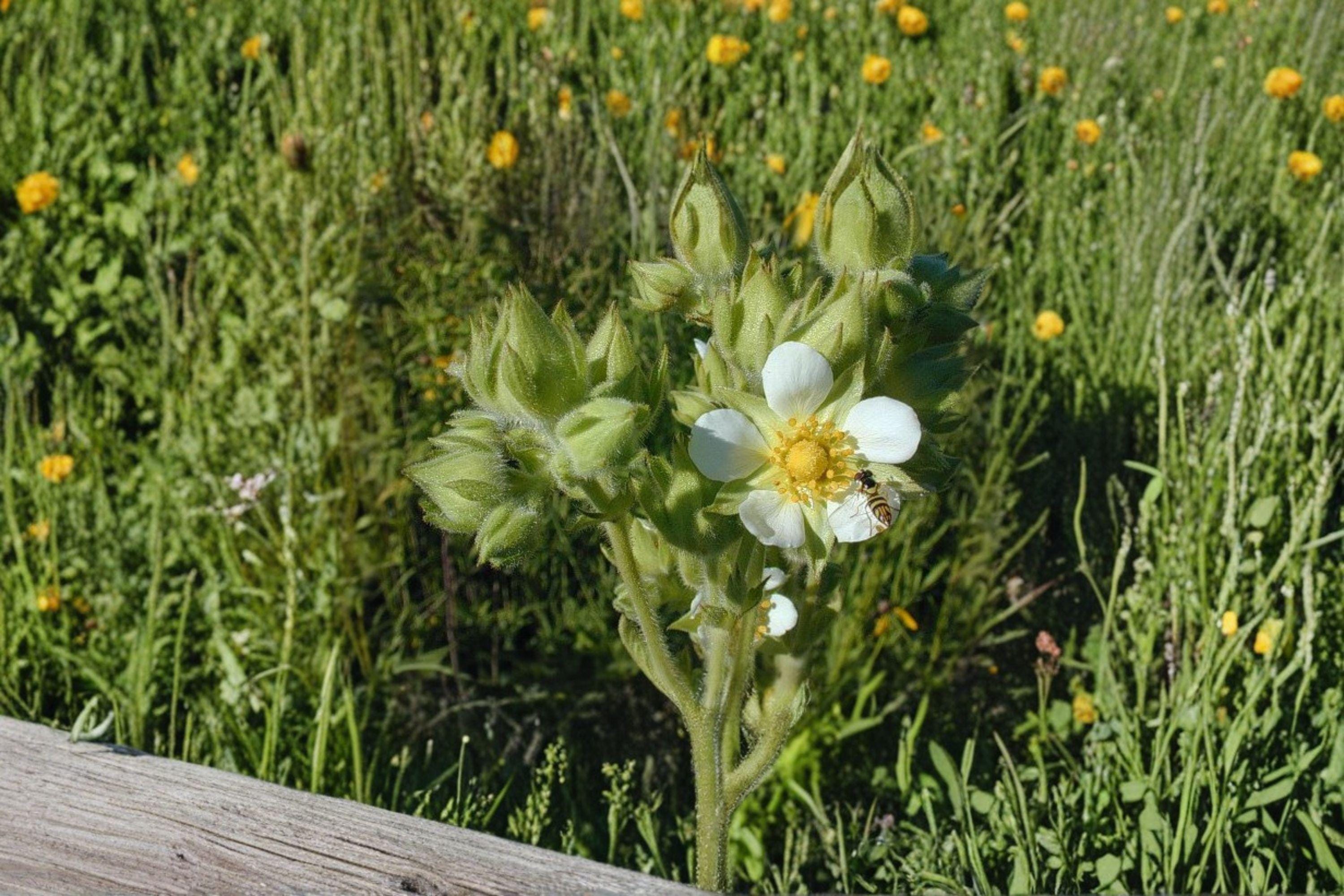 Drymocallis arguta/Prairie Cinquefoil – 500 Seeds | Native Prairie Perennial | Yellow Summer Blooms | Pollinator-Friendly