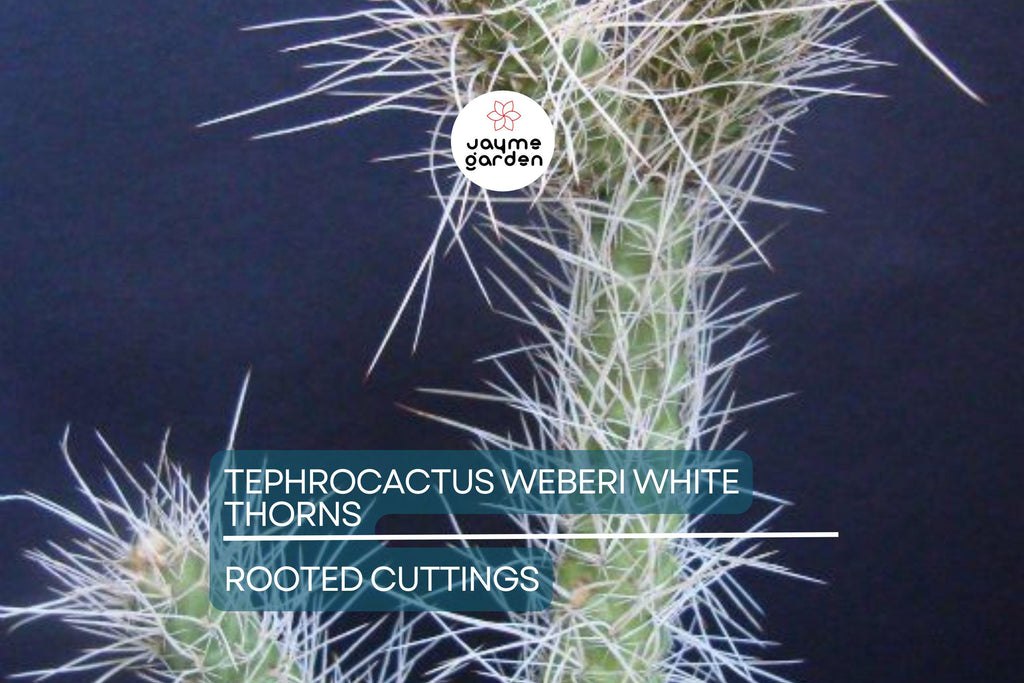 7 Tephrocactus Weberii Rooted Cuttings - White Thorns Cactus - Rare Collector’s Specimen