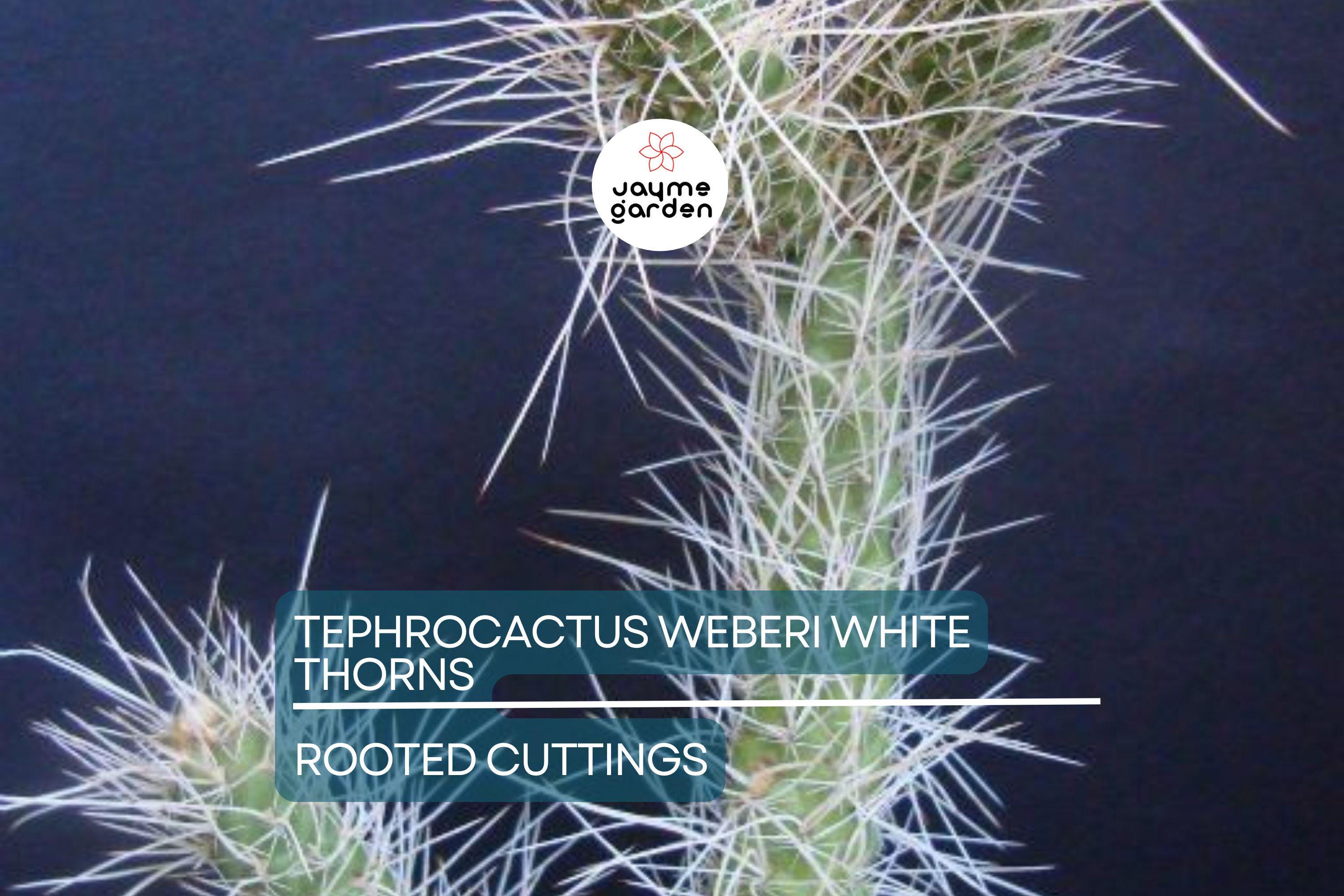 7 Tephrocactus Weberii Rooted Cuttings - White Thorns Cactus - Rare Collector’s Specimen