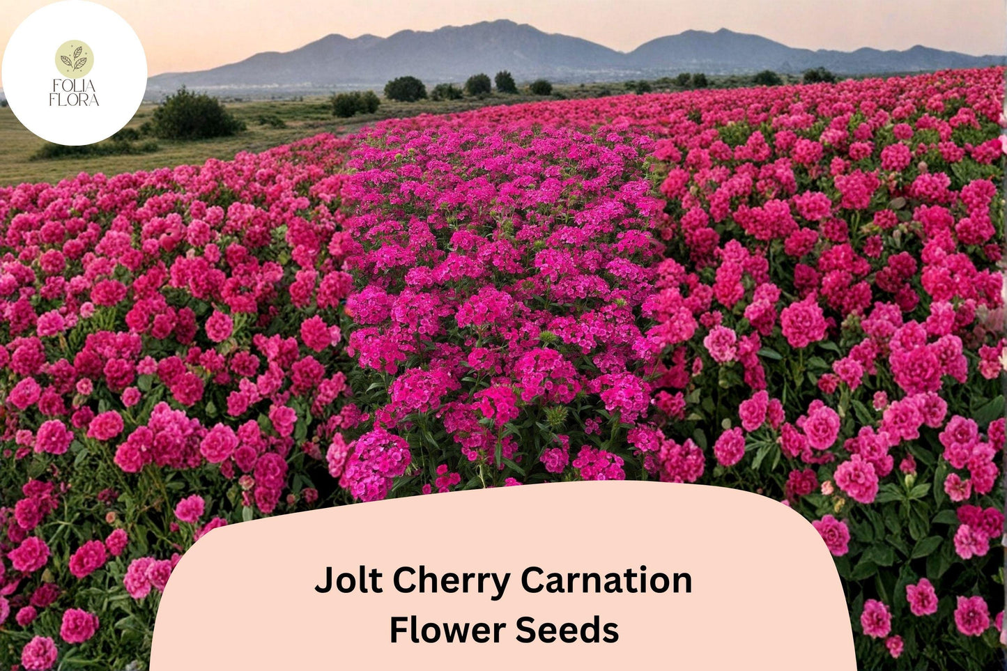 200+ Jolt Cherry Carnation Seeds: Soft Pink Double Blooms, Fragrant Hardy Perennial Dianthus