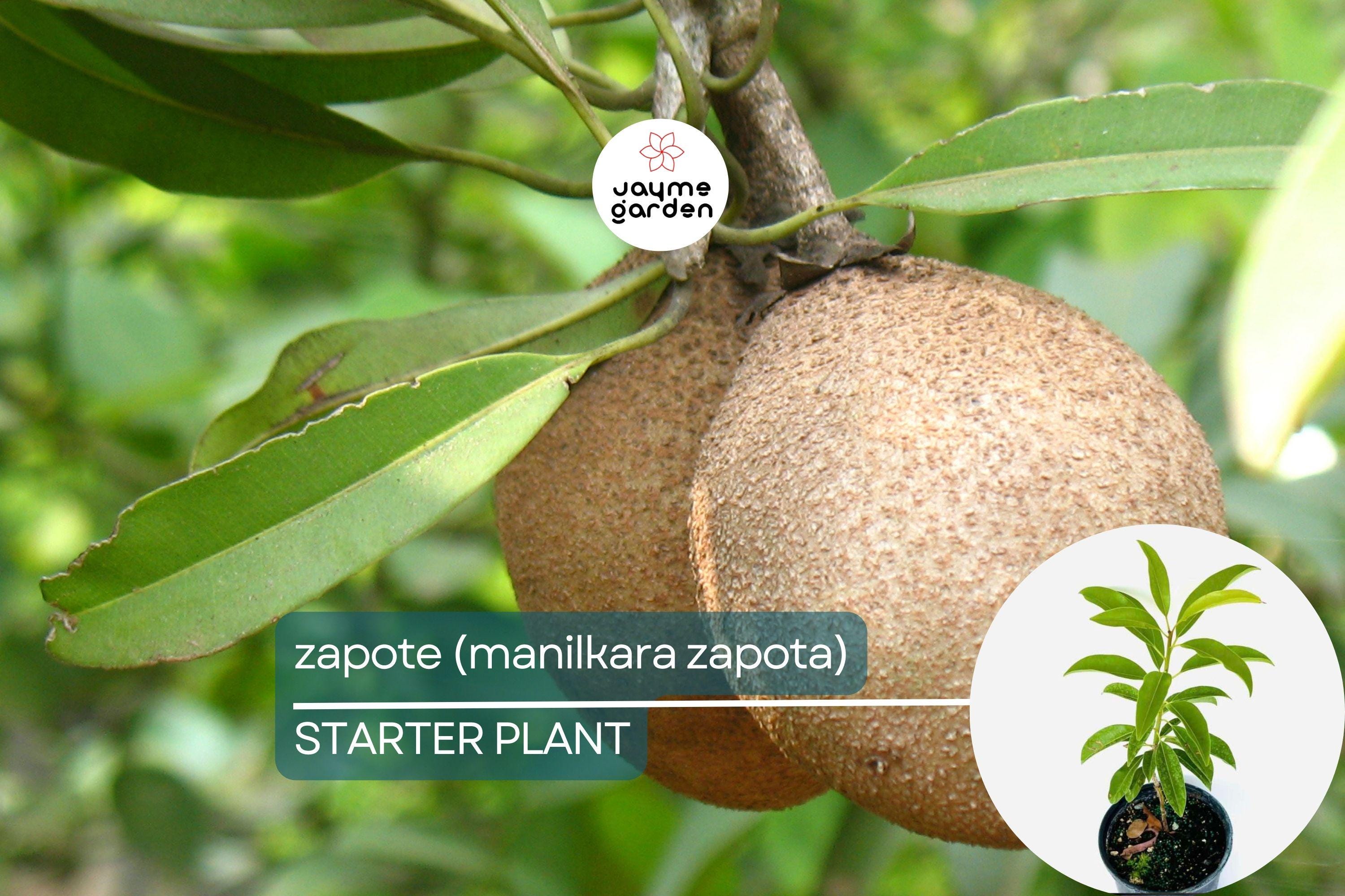 Grafted Sapodilla Tree (Manilkara zapota) Live Tropical Fruit Tree 12”-24” – Early Fruiting, Sweet Zapote Fruit