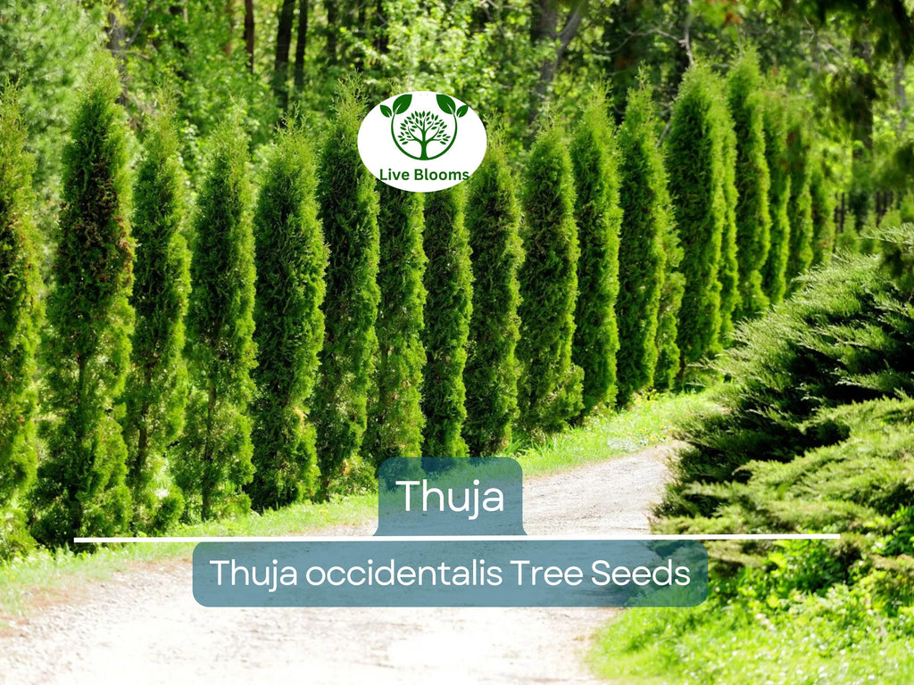 50 Thuja Tree Seeds (Thuja occidentalis), White Cedar Arborvitae, Fast-Growing Hedge Row, Privacy Screen, Evergreen, Perfect for Landscaping