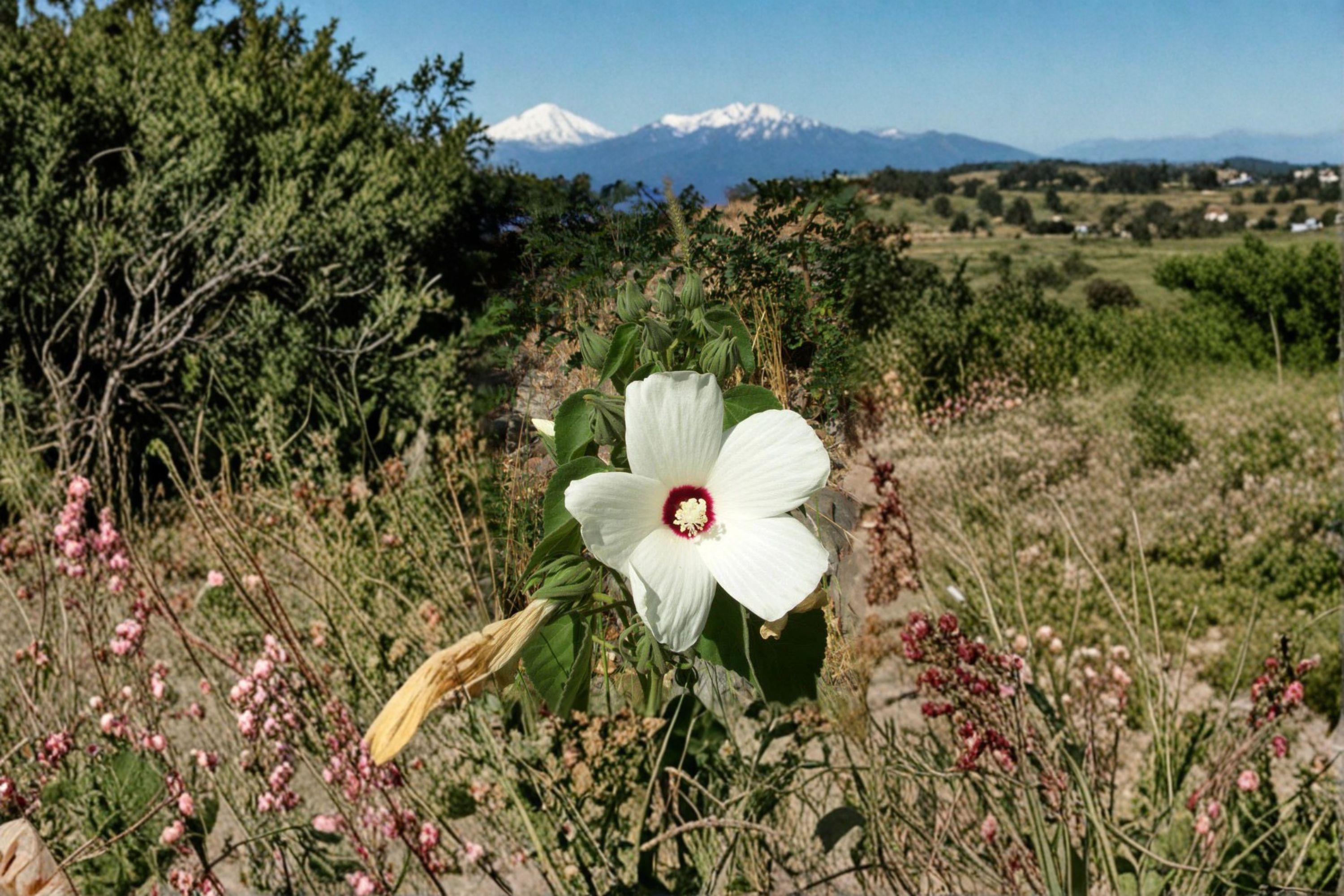 Hairy-Fruited Hibiscus – Hibiscus lasiocarpos | 25 Seeds | Woolly Rose Mallow Native Wildflower