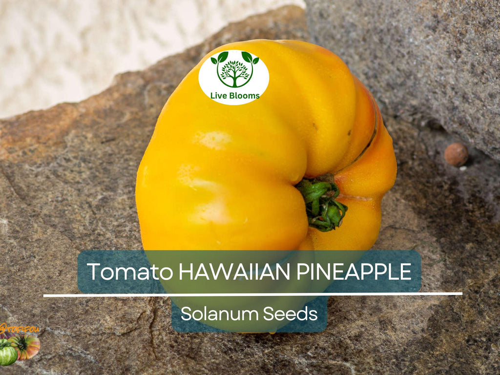 30 Hawaiian Pineapple Tomato Seeds – Heirloom Beefsteak | Lycopersicon esculentum | Indeterminate | Non-GMO Sweet Bicolor Fruit
